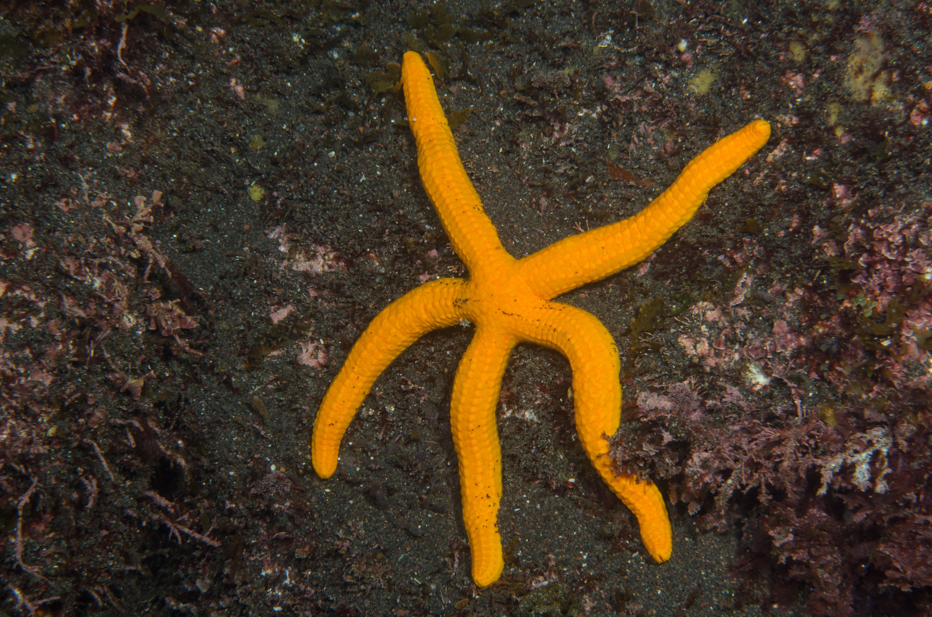 DSC_1170 – 2016, Kermadec, NIWA, New, October 16, RV, Starfish, Zealand, crispin, expedition, kermadecs, marine, nz, ocean, reserve, sanctuary, seacology, seacologynz, tangaroa