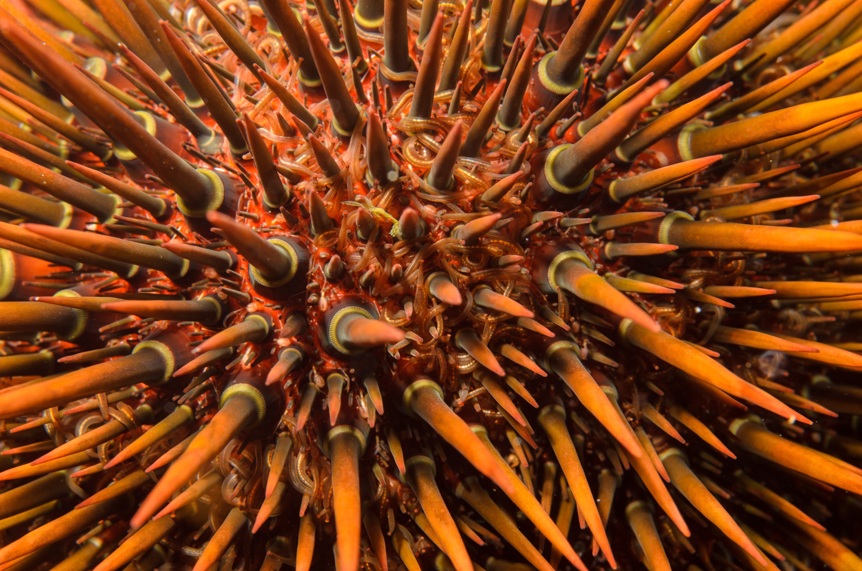 DSC_1180 – 2016, Heliocidaris, Kermadec, NIWA, New, October 16, RV, Zealand, brown, crispin, expedition, kermadecs, marine, nz, ocean, reserve, sanctuary, seacology, seacologynz, tangaroa, tuberculata, urchin