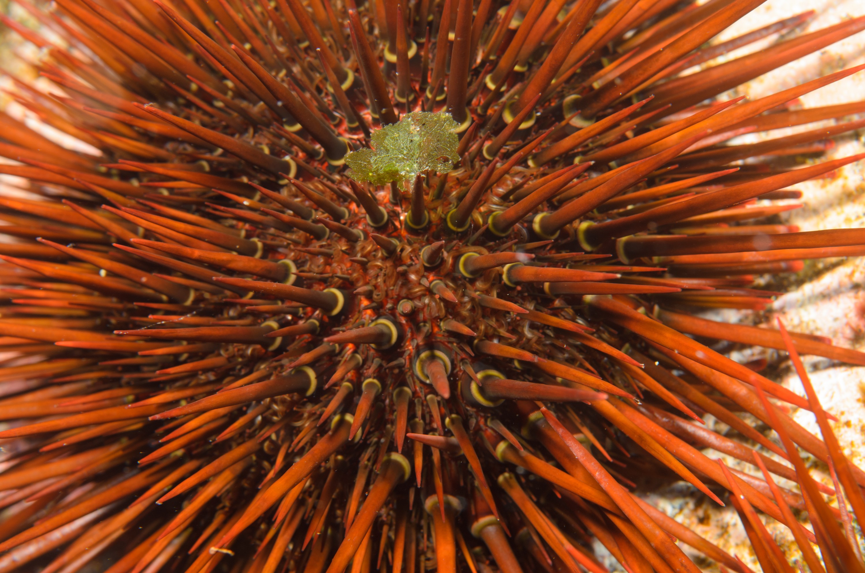 DSC_1181 – 2016, Heliocidaris, Kermadec, NIWA, New, October 16, RV, Zealand, brown, crispin, expedition, kermadecs, marine, nz, ocean, reserve, sanctuary, seacology, seacologynz, tangaroa, tuberculata, urchin