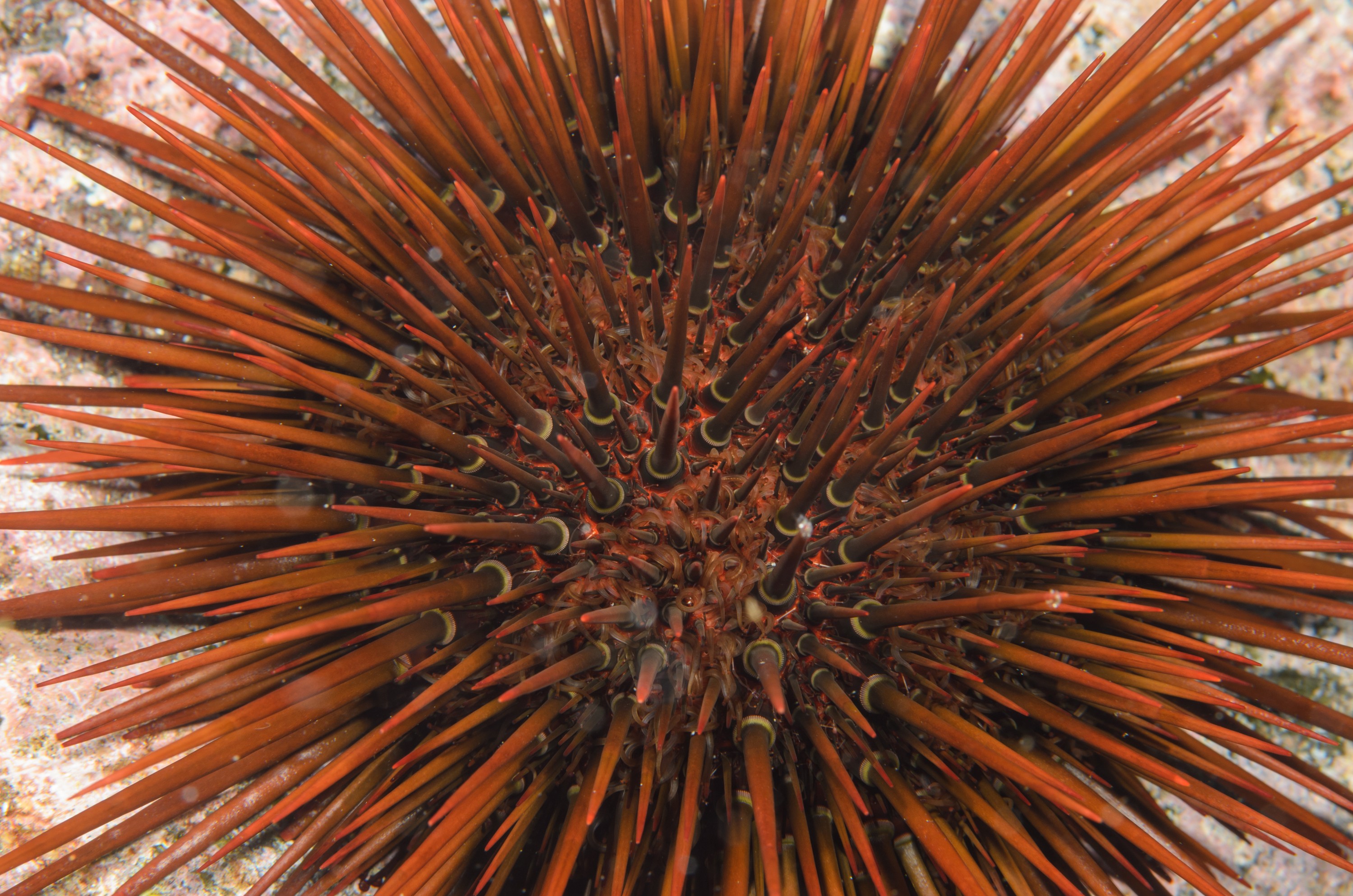 DSC_1199 – 2016, Heliocidaris, Kermadec, NIWA, New, October 16, RV, Zealand, brown, crispin, expedition, kermadecs, marine, nz, ocean, reserve, sanctuary, seacology, seacologynz, tangaroa, tuberculata, urchin