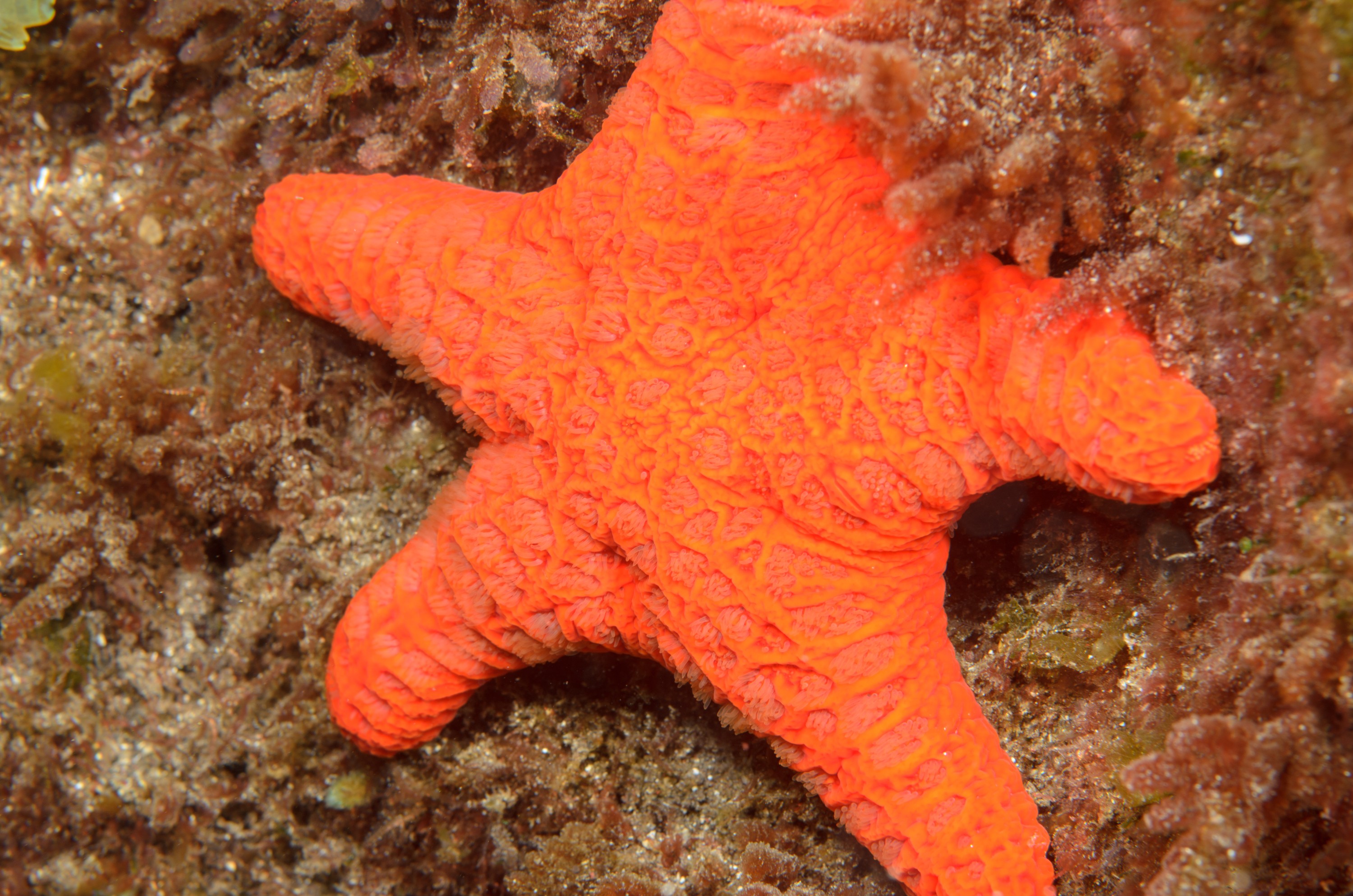 DSC_1214 – 2016, Kermadec, NIWA, New, October 16, RV, Starfish, Zealand, crispin, expedition, kermadecs, marine, nz, ocean, orange, reserve, sanctuary, seacology, seacologynz, tangaroa
