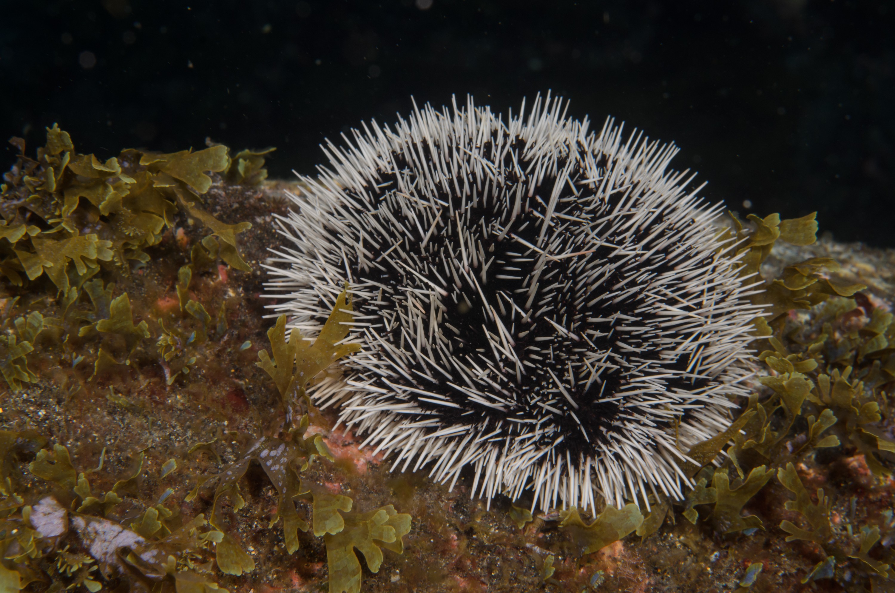 DSC_1270 – 2016, Kermadec, NIWA, New, October 16, RV, Tripneustes, Zealand, crispin, expedition, gratilla, kermadecs, marine, nz, ocean, reserve, sanctuary, seacology, seacologynz, tangaroa