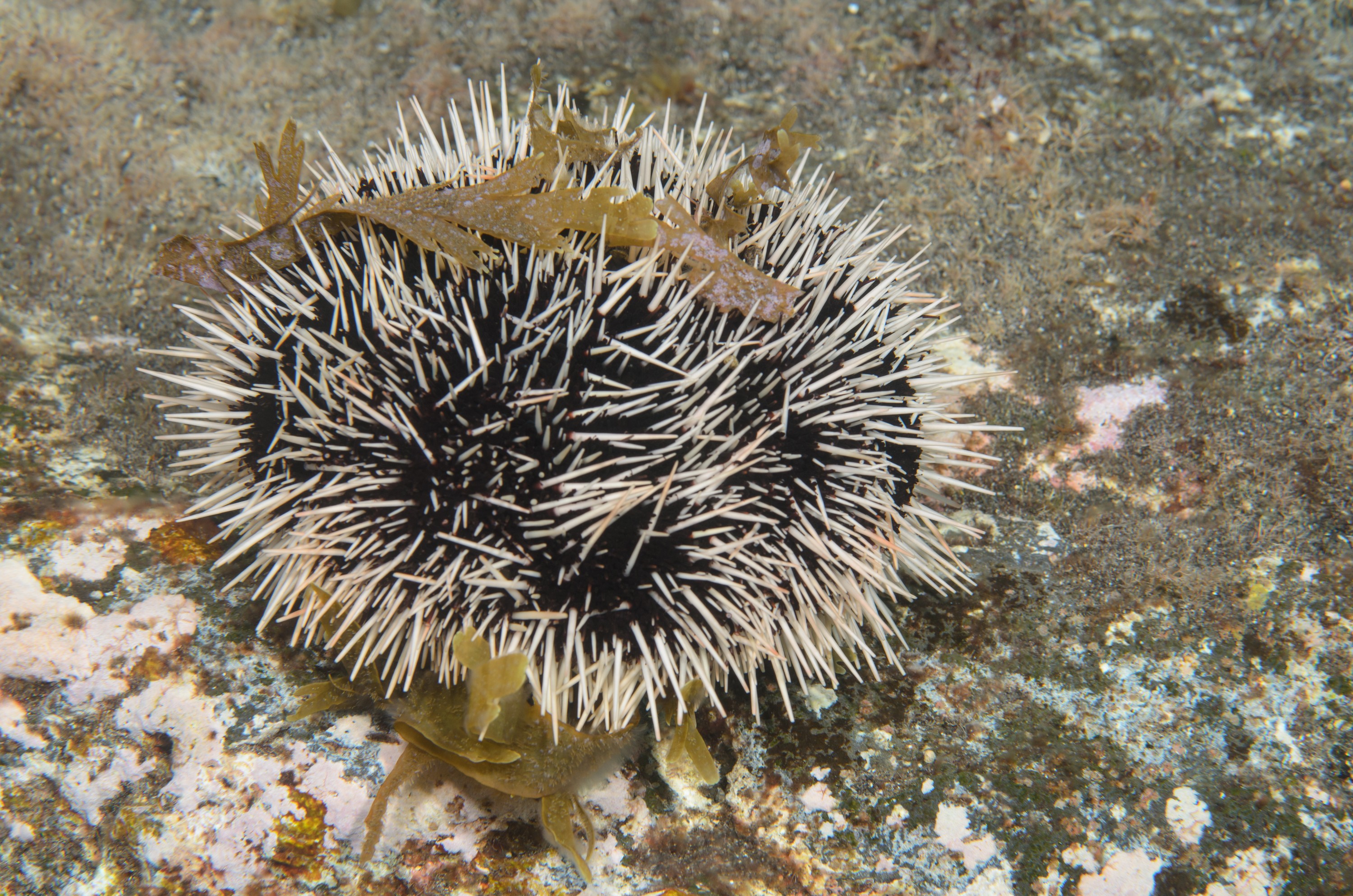 DSC_1321 – 2016, Kermadec, NIWA, New, October 16, RV, Tripneustes, Zealand, crispin, expedition, gratilla, kermadecs, marine, nz, ocean, reserve, sanctuary, seacology, seacologynz, tangaroa