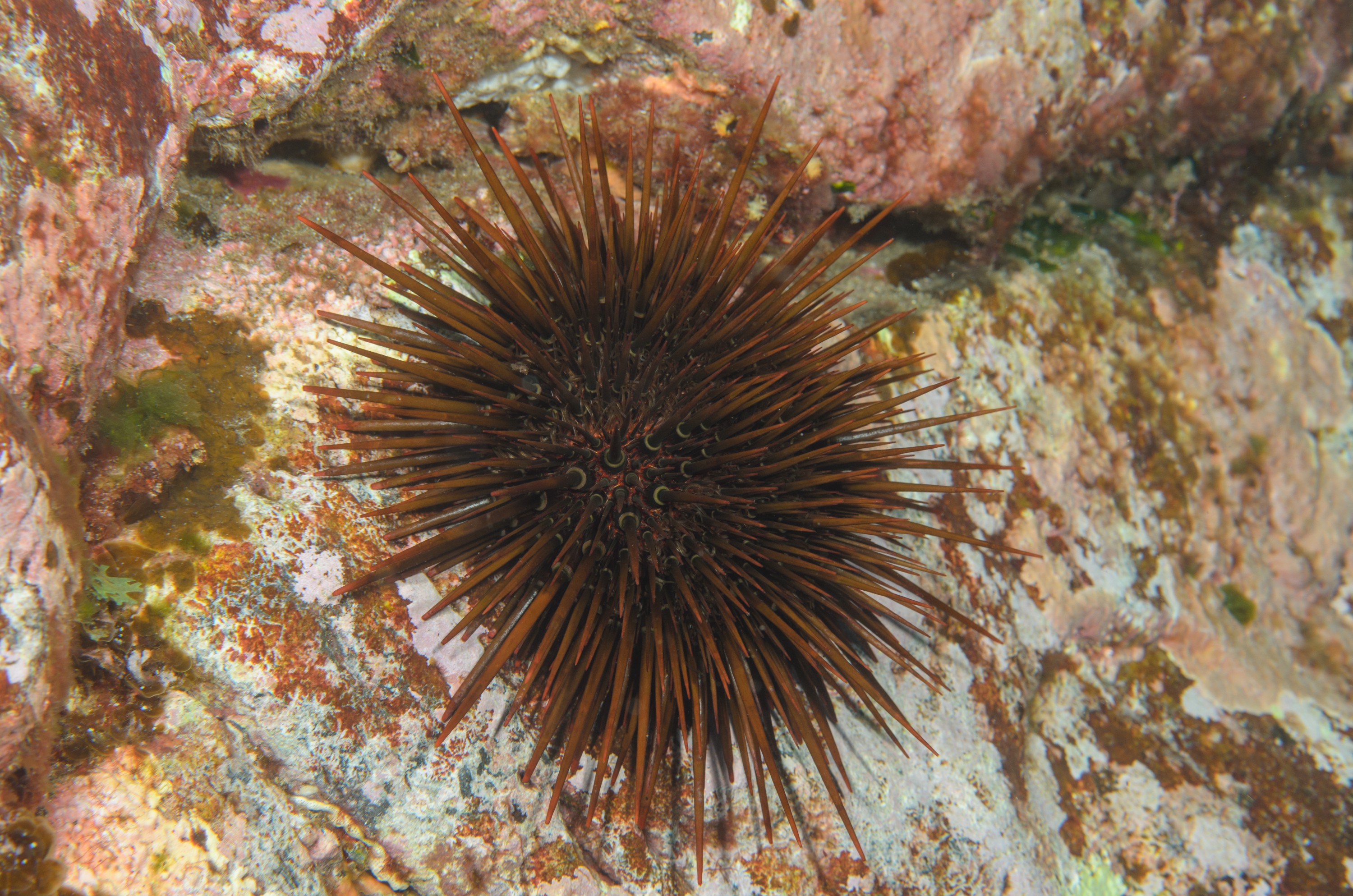 DSC_1331 – 2016, Heliocidaris, Kermadec, NIWA, New, October 16, RV, Zealand, brown, crispin, expedition, kermadecs, marine, nz, ocean, reserve, sanctuary, seacology, seacologynz, tangaroa, tuberculata, urchin