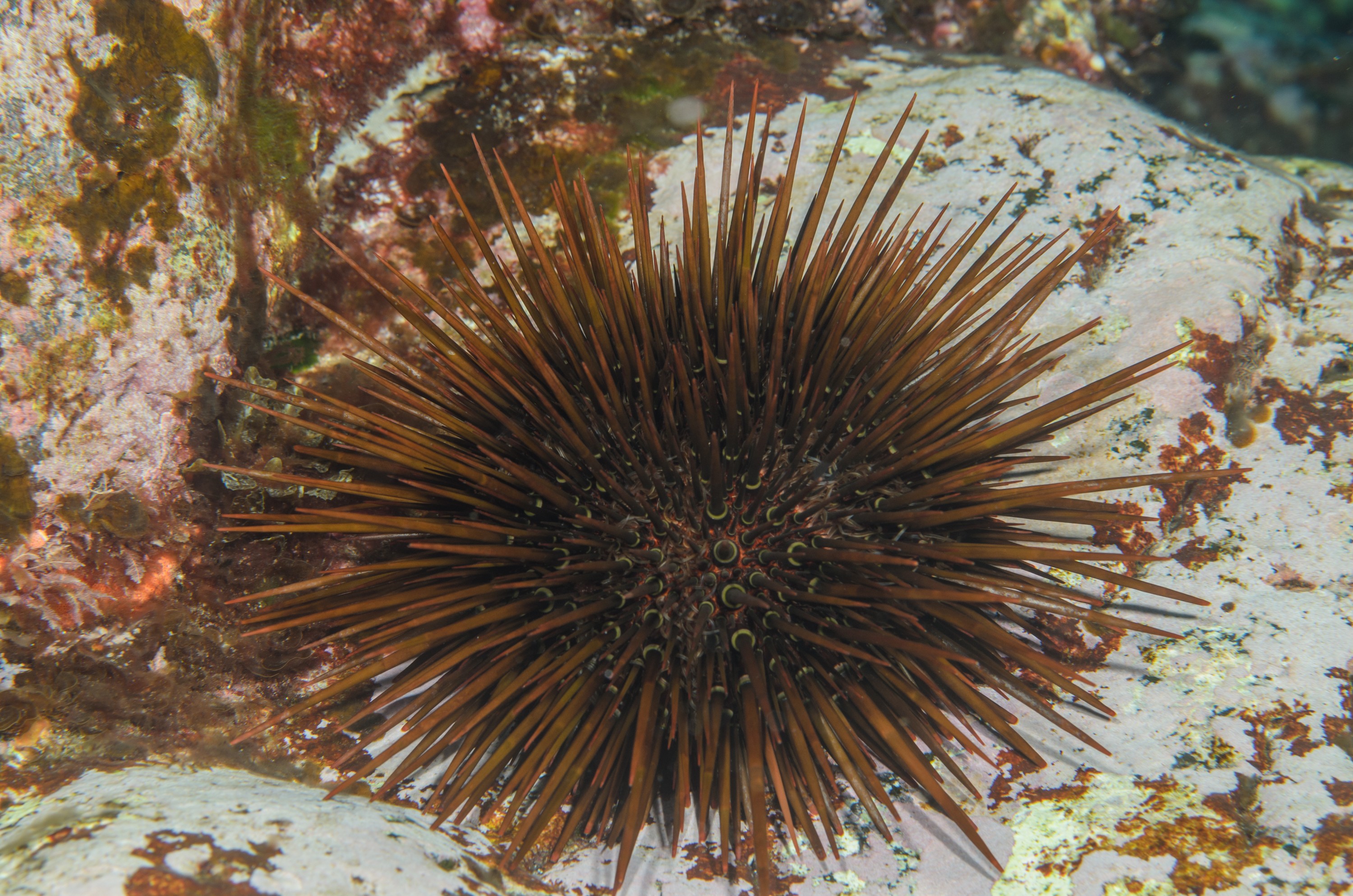 DSC_1335 – 2016, Heliocidaris, Kermadec, NIWA, New, October 16, RV, Zealand, brown, crispin, expedition, kermadecs, marine, nz, ocean, reserve, sanctuary, seacology, seacologynz, tangaroa, tuberculata, urchin