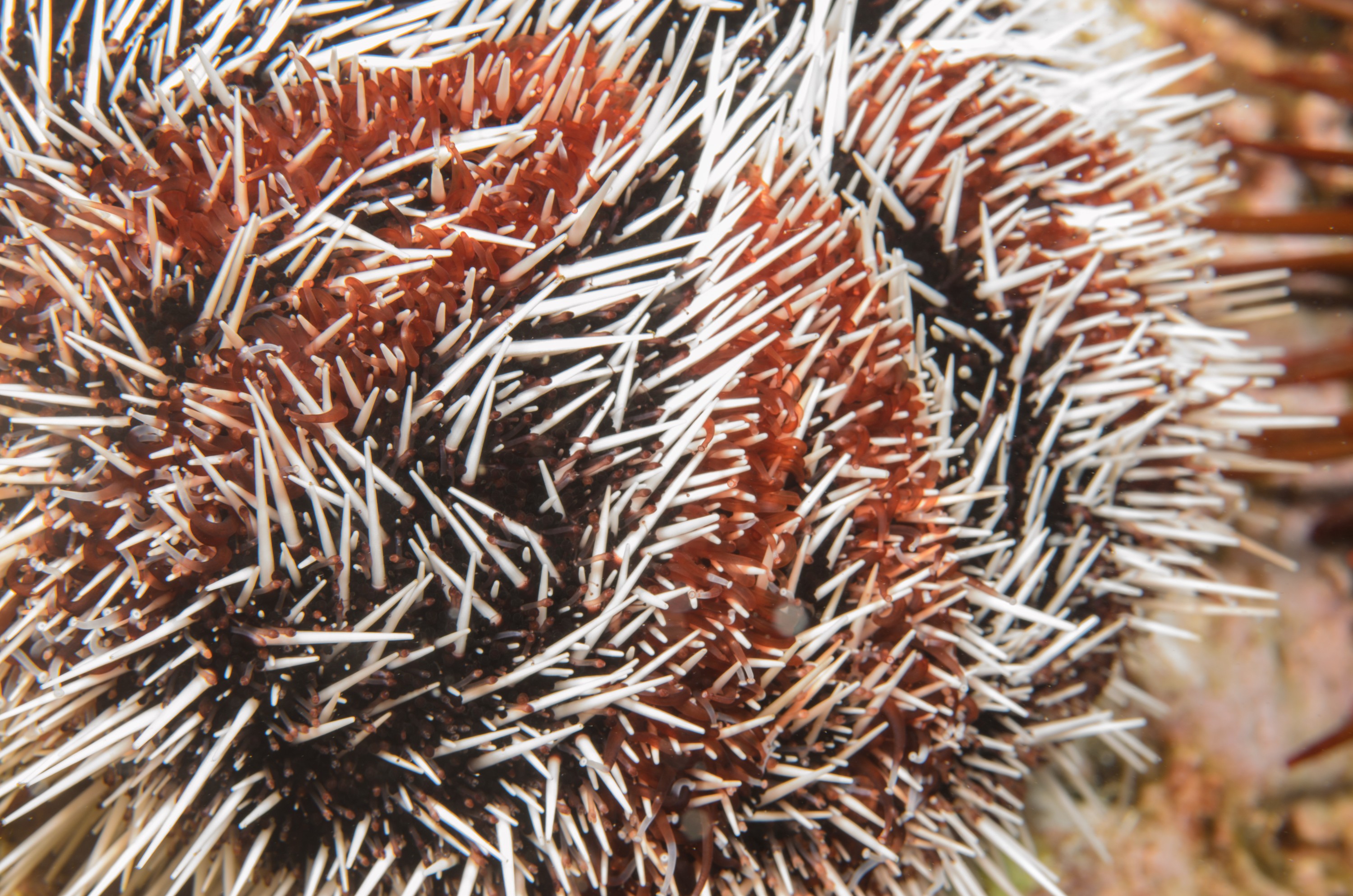 DSC_1390 – 2016, Kermadec, NIWA, New, October 16, RV, Tripneustes, Zealand, crispin, expedition, gratilla, kermadecs, marine, nz, ocean, reserve, sanctuary, seacology, seacologynz, tangaroa