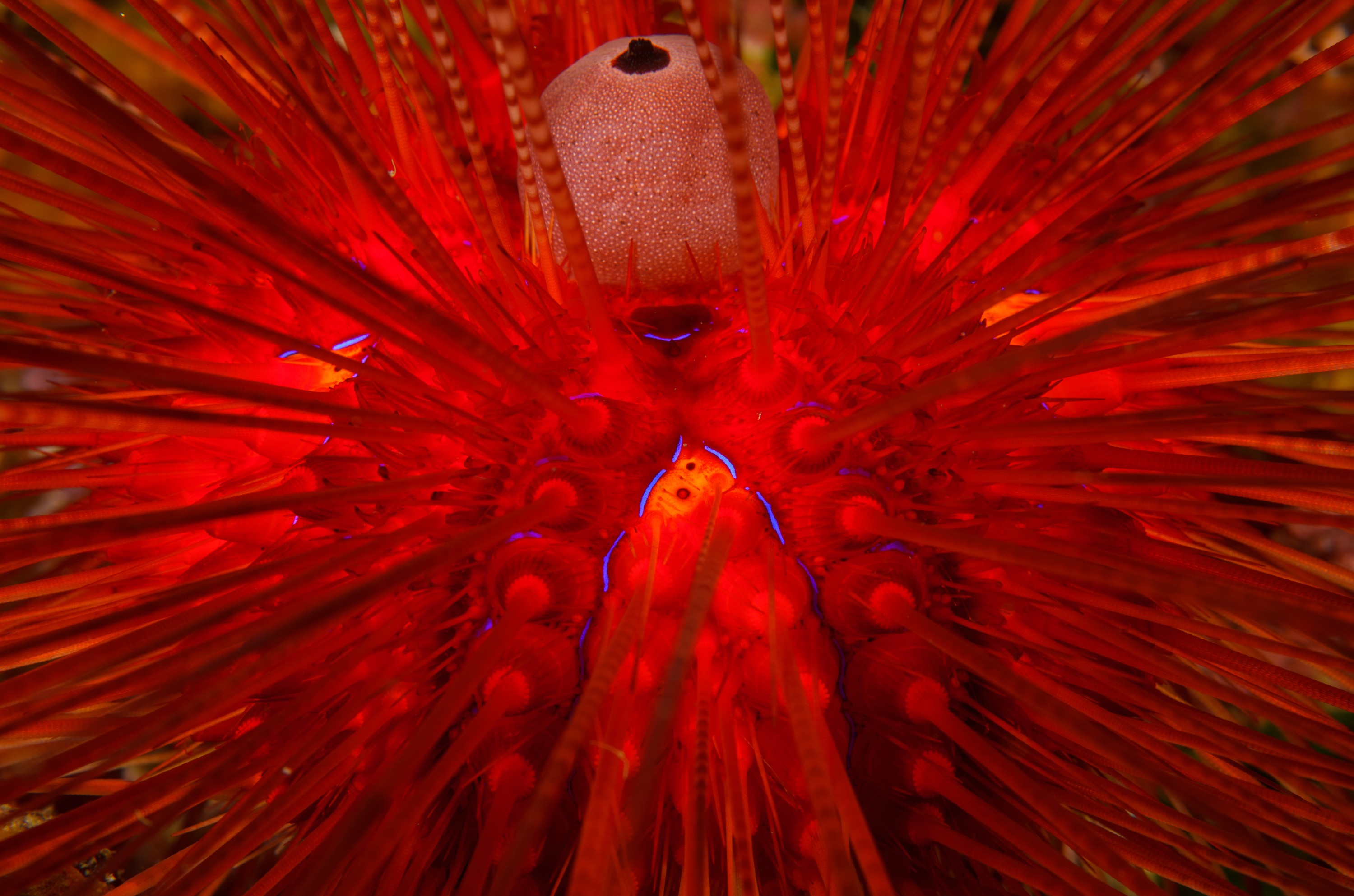 DSC_1758 – crispin, new, zealand, new zealand, july16, Underwater, Underwater, Diadema, palmeri, poor, knights, marine, reserve, urchin, echinoderm, nz,