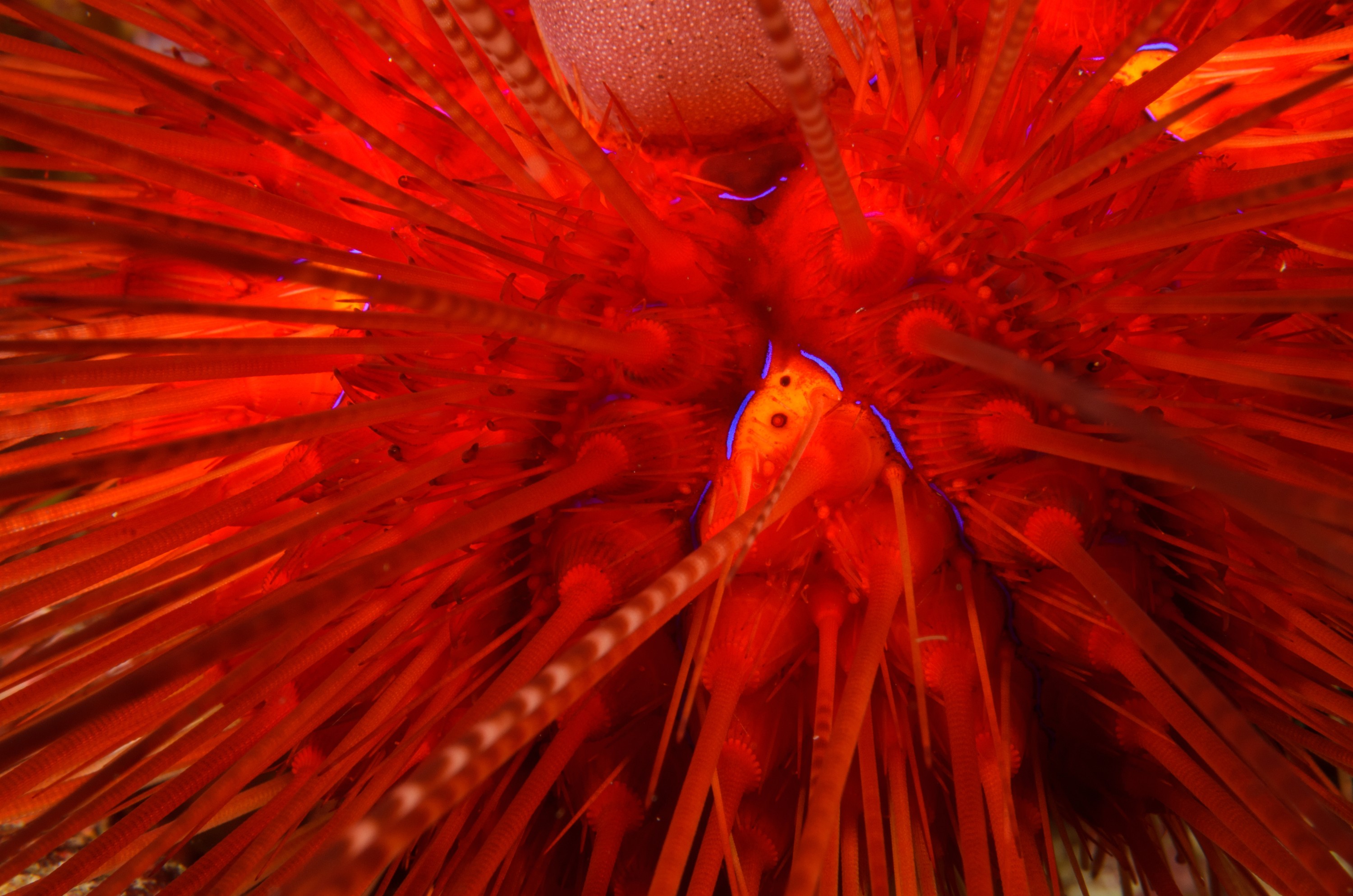 DSC_1761 – crispin, new, zealand, new zealand, july16, Underwater, Underwater, Diadema, palmeri, poor, knights, marine, reserve, urchin, echinoderm, nz,