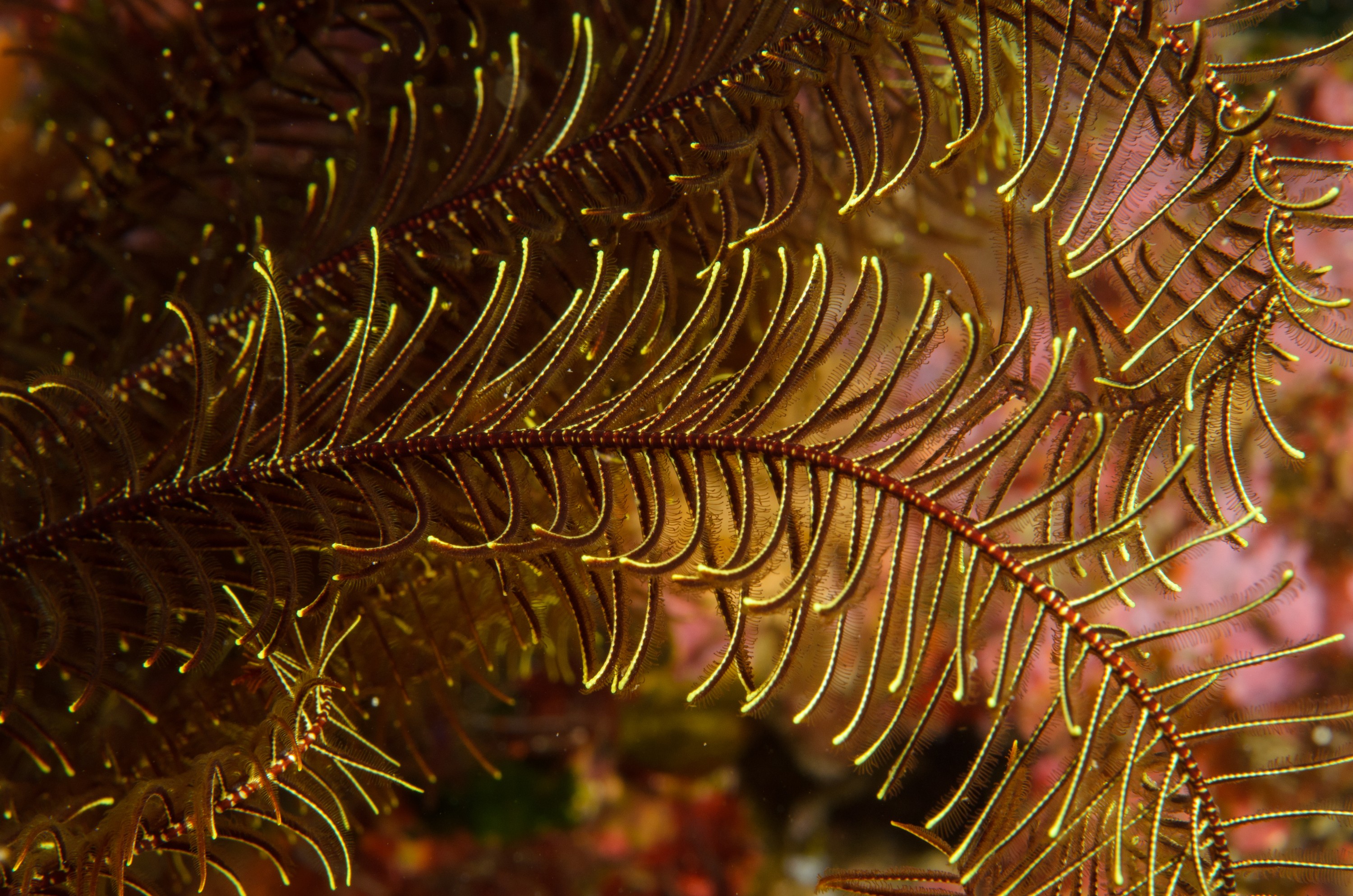 DSC_1870 – crispin, nz, new, zealand, new zealand, aug16_cm, Crinoid, Feather, star, starfish, yellow, poor, knights, marine, reserve, unknown, Cenolia, novaezealandiae