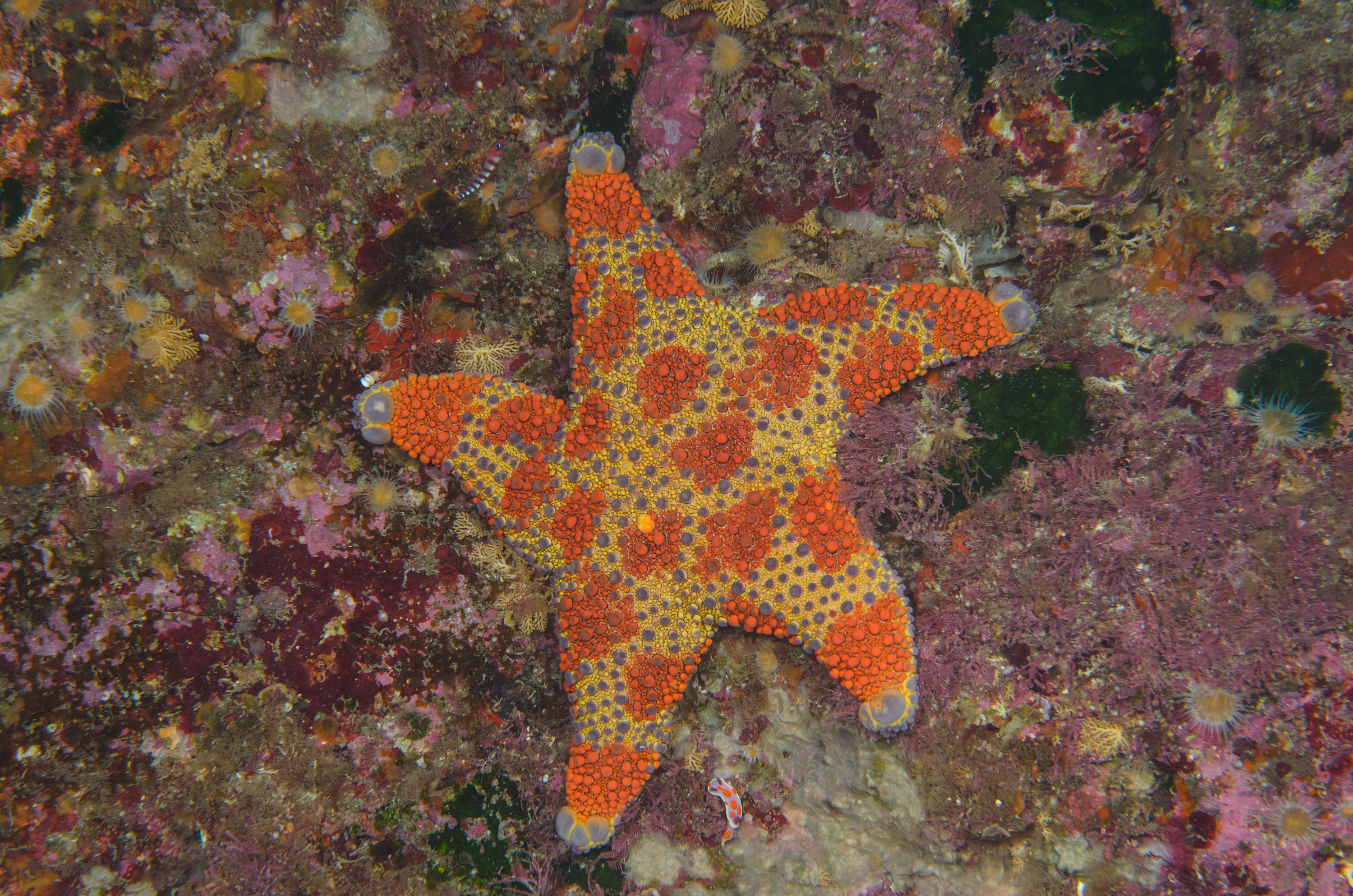 DSC_1874 – crispin, new, zealand, new zealand, july16, nz, poor, knights, marine, reserve, Firebrick, Starfish, Asterodiscides, truncatus,