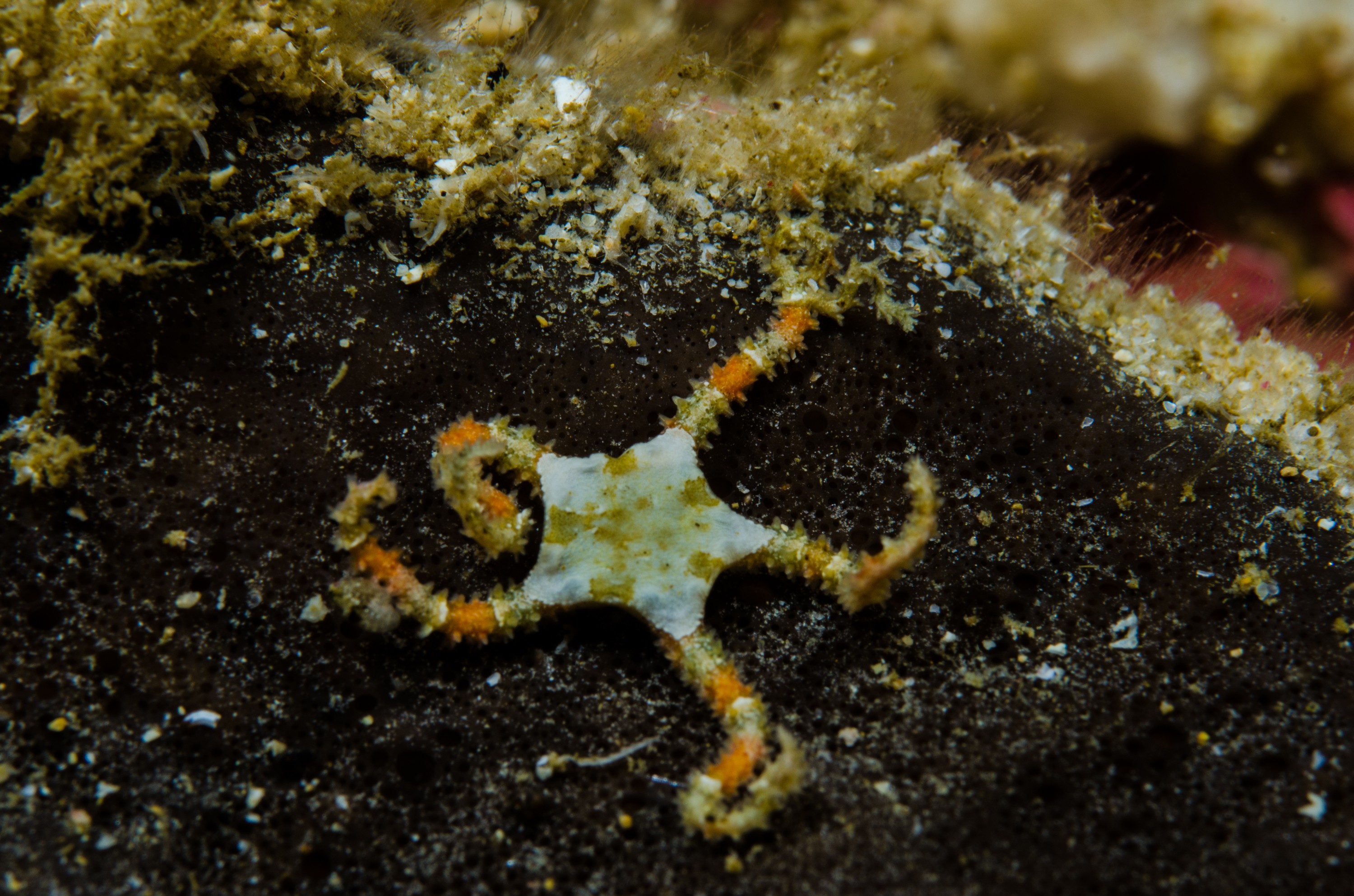 DSC_2044 – crispin, nz, new, zealand, new zealand, aug16_cm, Brittle, Starfish, star, fish,
