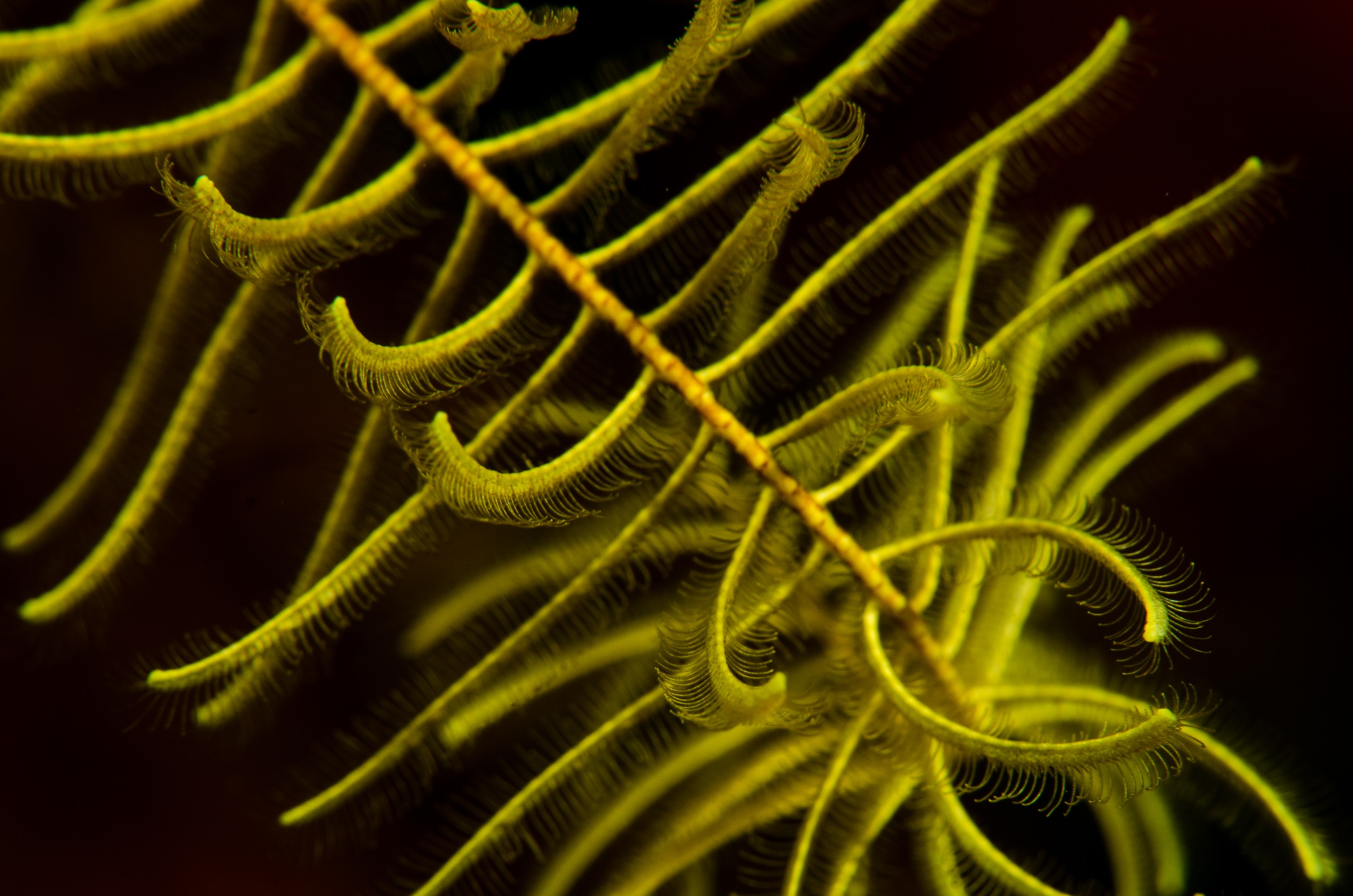 DSC_3174 – crispin, nz, new, zealand, new zealand, poor, knights, marine, reserve, crinoid, seastar, sea star, star, unknown