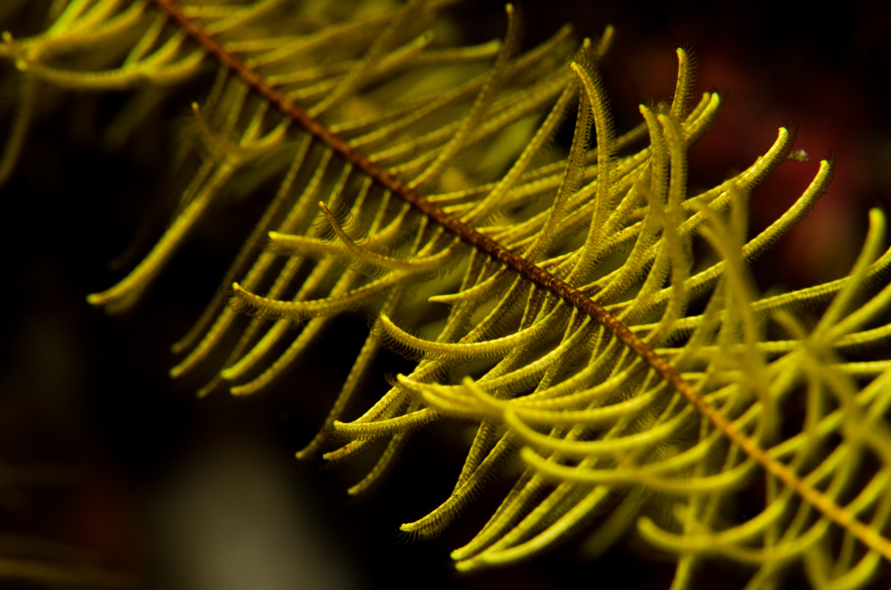 DSC_3175 – crispin, nz, new, zealand, new zealand, poor, knights, marine, reserve, crinoid, seastar, sea star, star, unknown