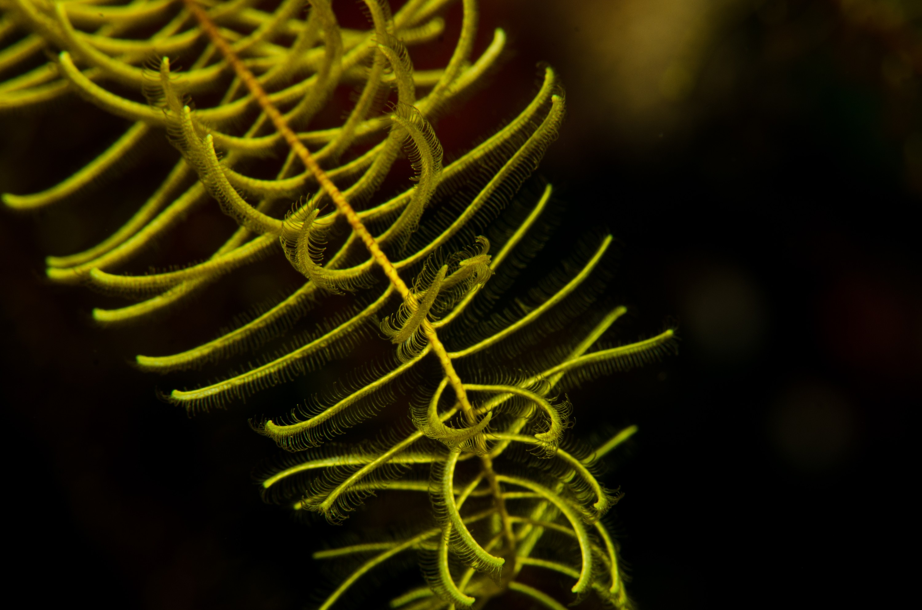 DSC_3177 – crispin, nz, new, zealand, new zealand, poor, knights, marine, reserve, crinoid, seastar, sea star, star, unknown