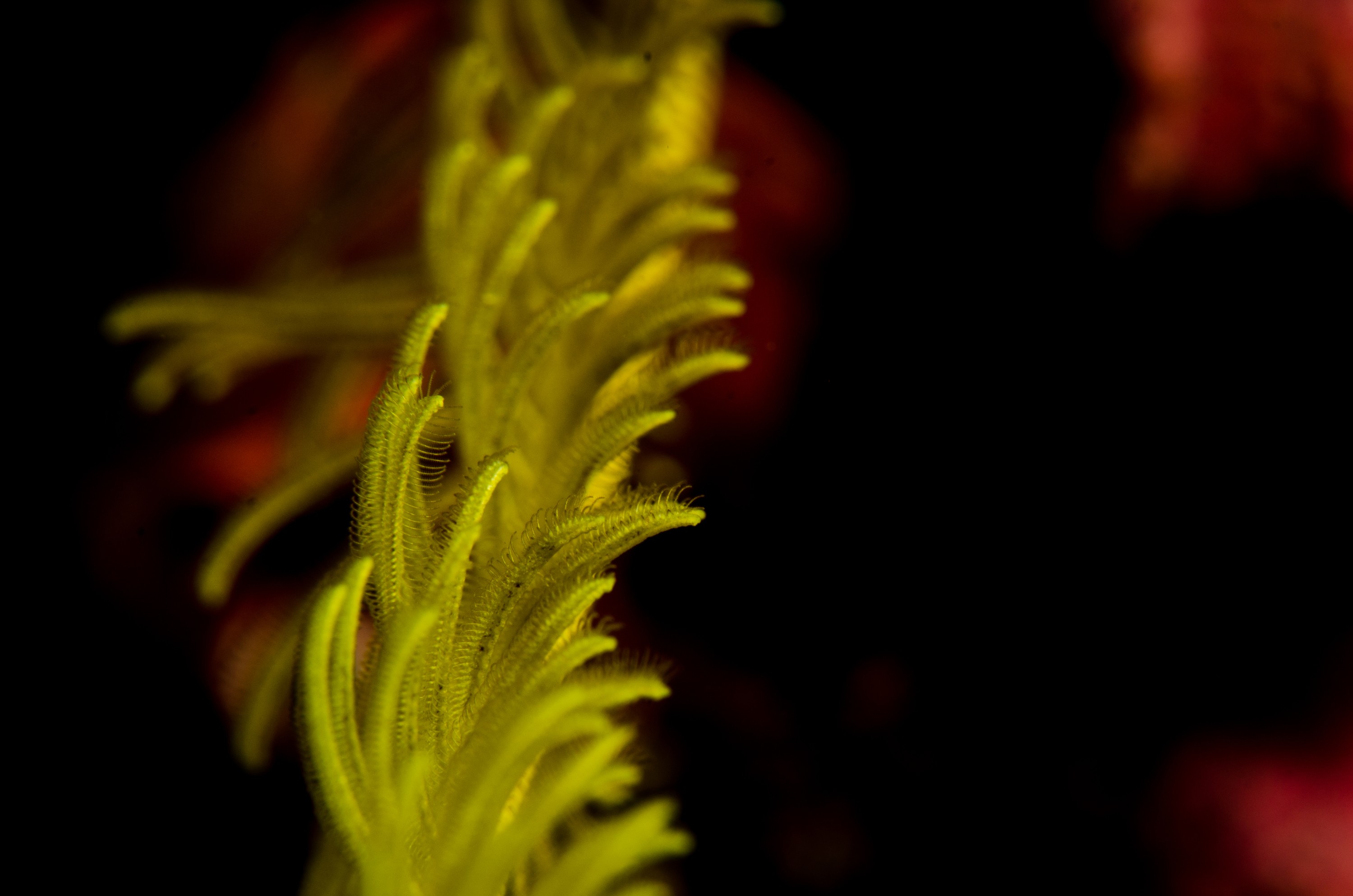DSC_3181 – crispin, nz, new, zealand, new zealand, poor, knights, marine, reserve, crinoid, seastar, sea star, star, unknown