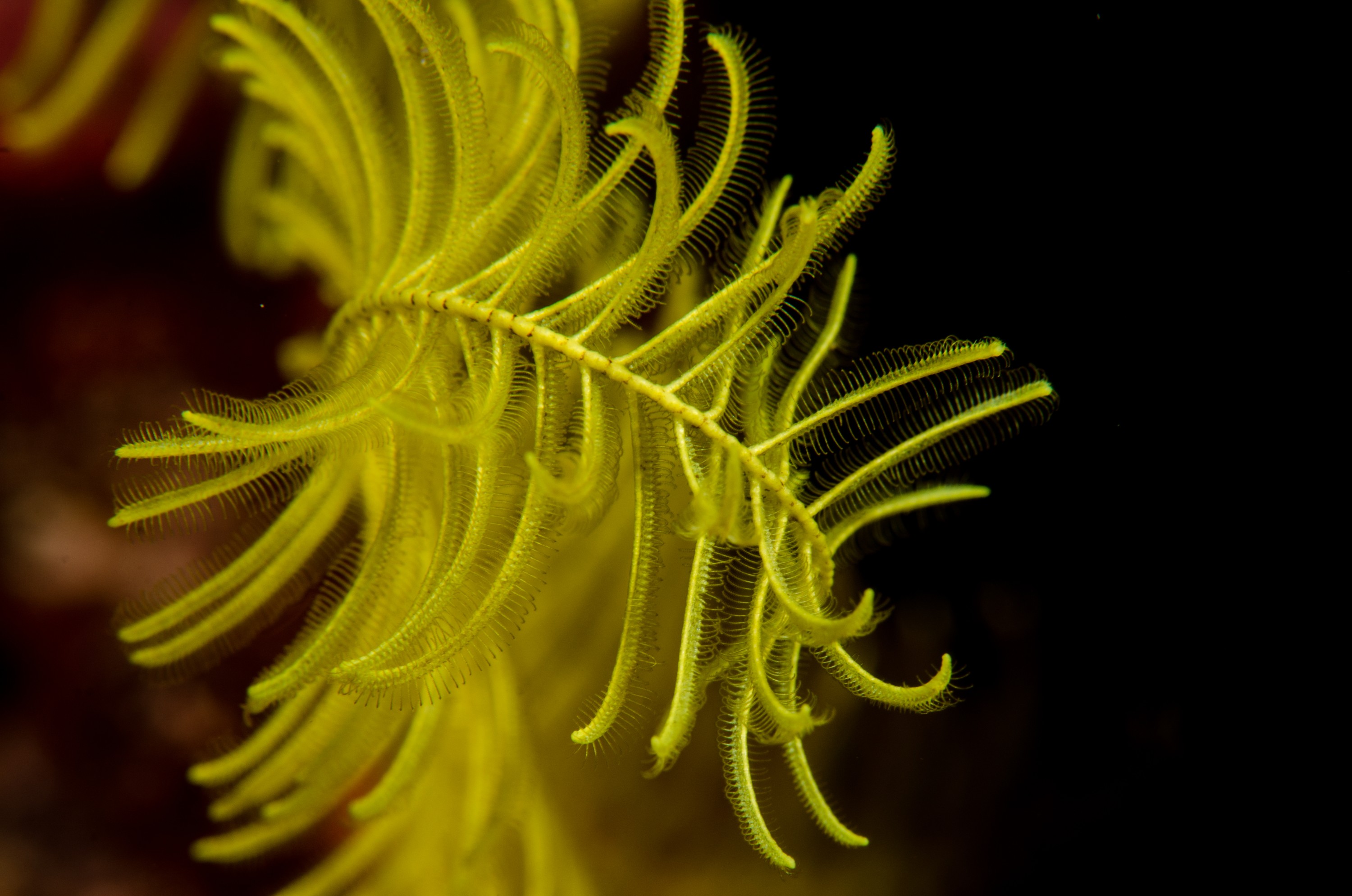 DSC_3182 – crispin, nz, new, zealand, new zealand, poor, knights, marine, reserve, crinoid, seastar, sea star, star, unknown