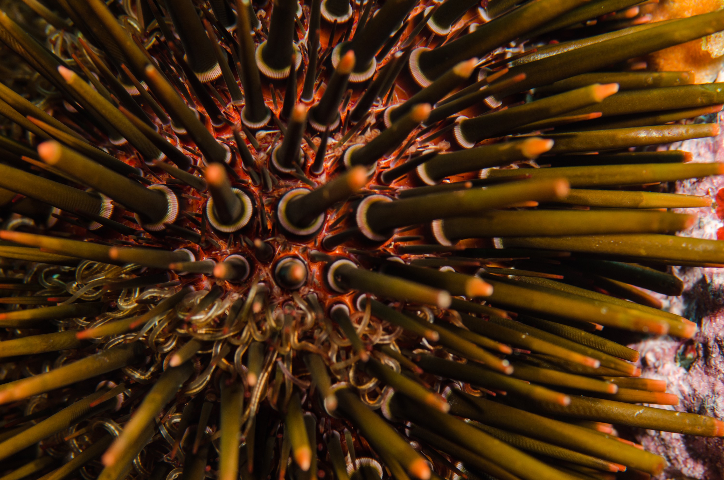 DSC_3205 – new, zealand, new zealand, nz, crispin, Sea, Urchin, Heliocidaris, tuberculata, poor, knights, marine, reserve, northland,