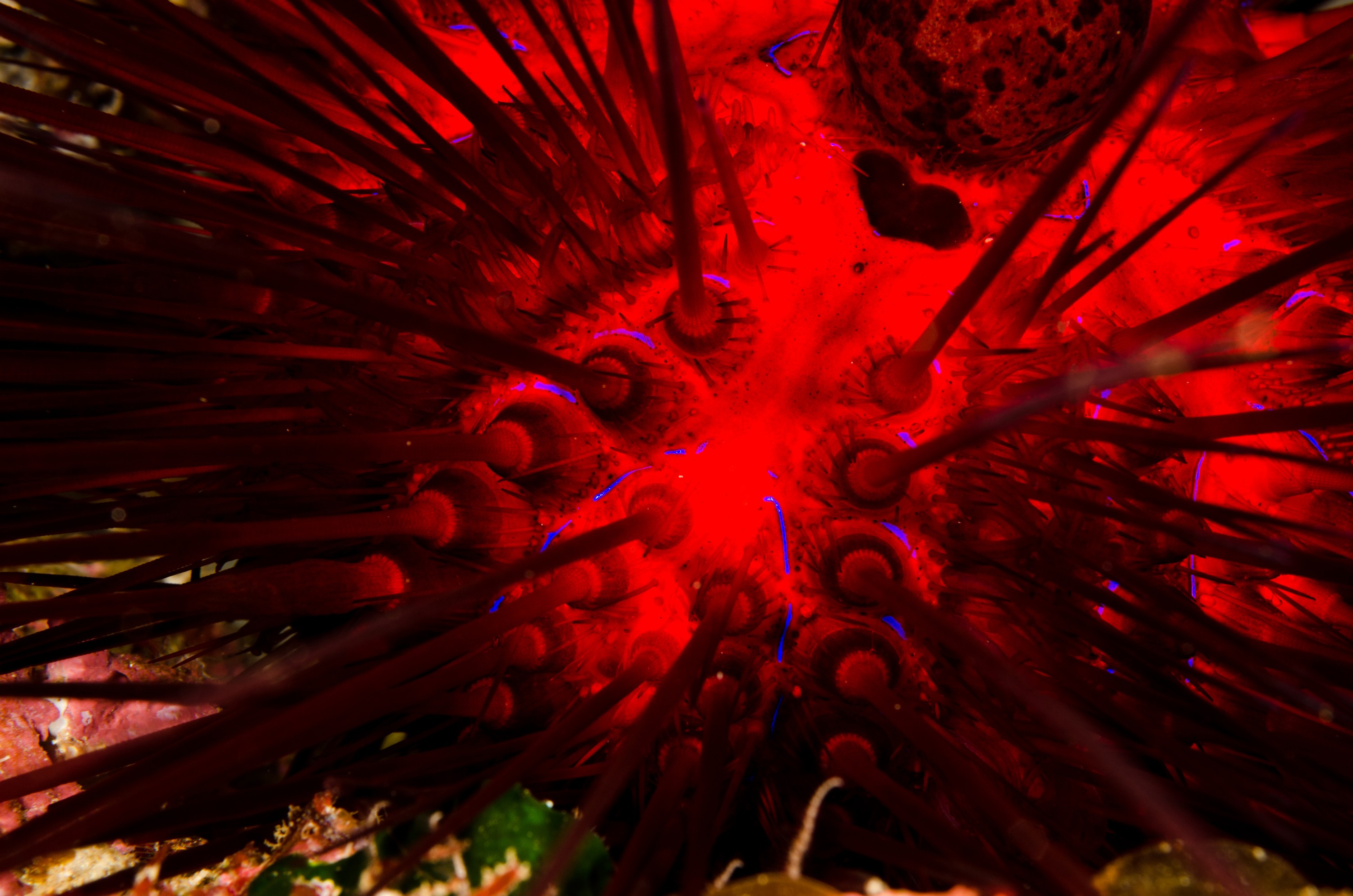 DSC_4593 – crispin, nz, new, zealand, new zealand, poor, knights, marine, reserve, Underwater, Diadema, palmeri, poor, knights, marine, reserve, urchin, echinoderm, Crispin, marine, new zealand, zealand, new, nz,
