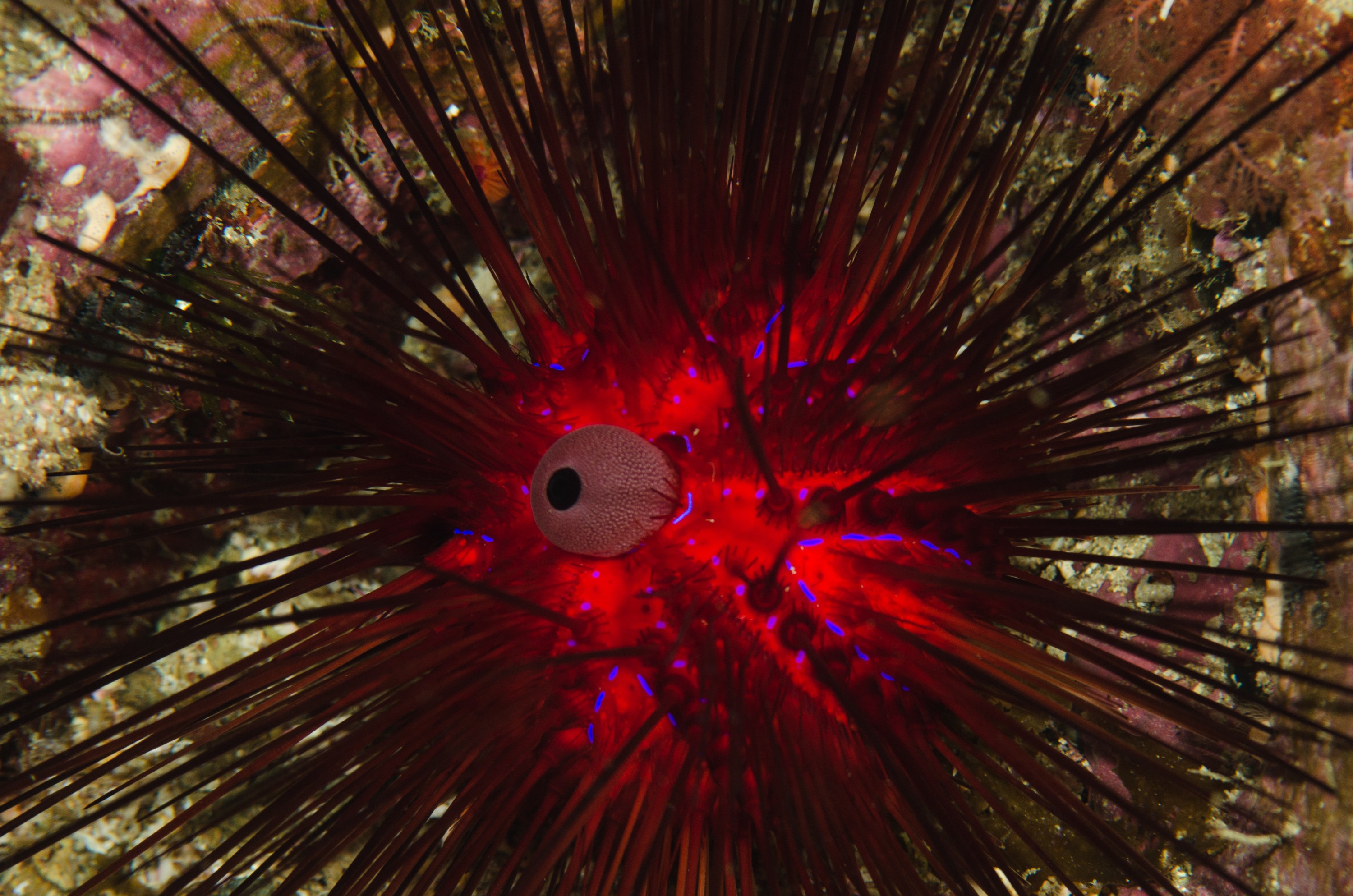 DSC_5540 – Underwater, Diadema, palmeri, poor, knights, marine, reserve, urchin, echinoderm, Crispin, marine, new zealand, zealand, new, nz,