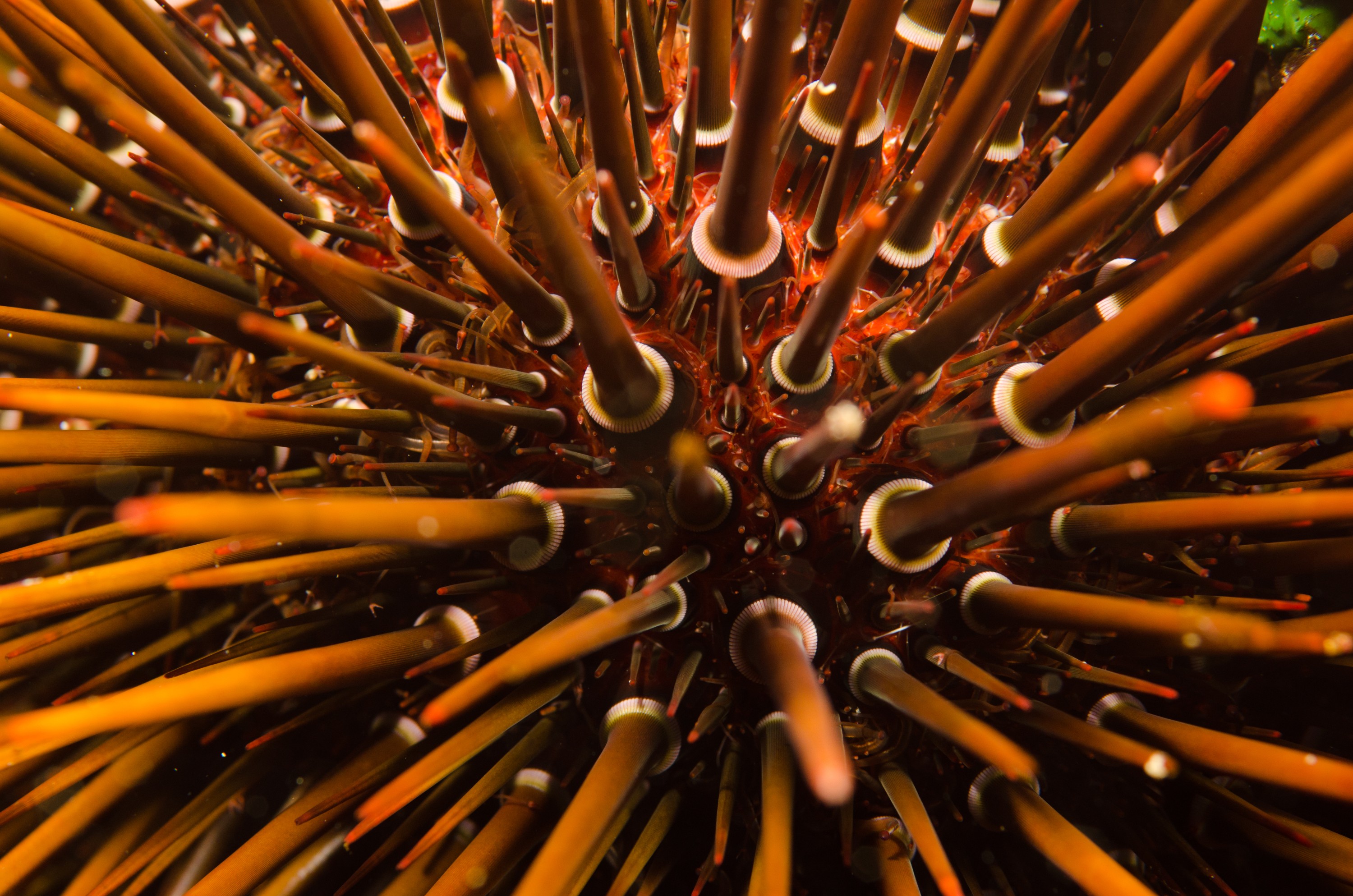 DSC_5781 – crispin, nz, new zealand, new, zealand, poor, knights, marine, reserve, underwater, urchin, Heliocidaris, tuberculata,