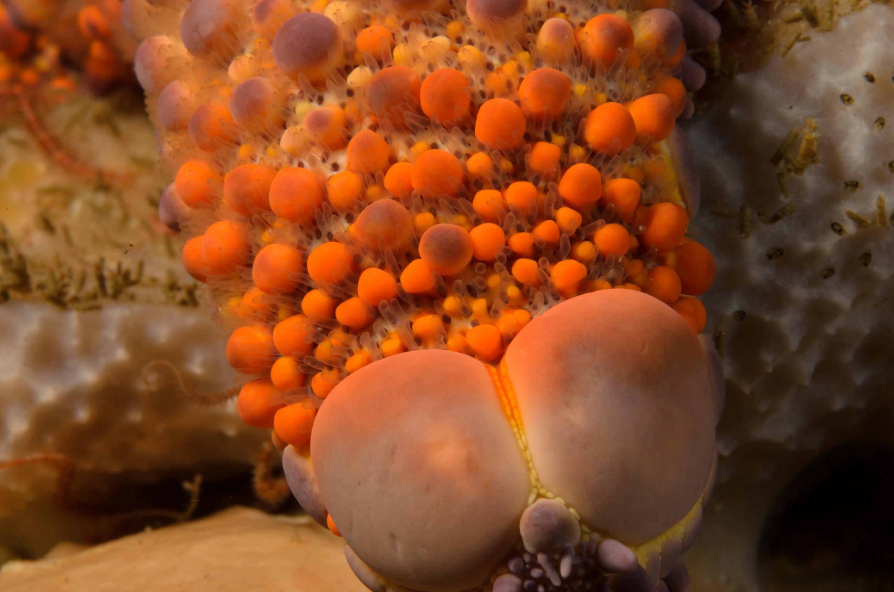 DSC_6672 – crispin, new, zealand, new zealand, july16, nz, poor, knights, marine, reserve, Firebrick, Starfish, Asterodiscides, truncatus,