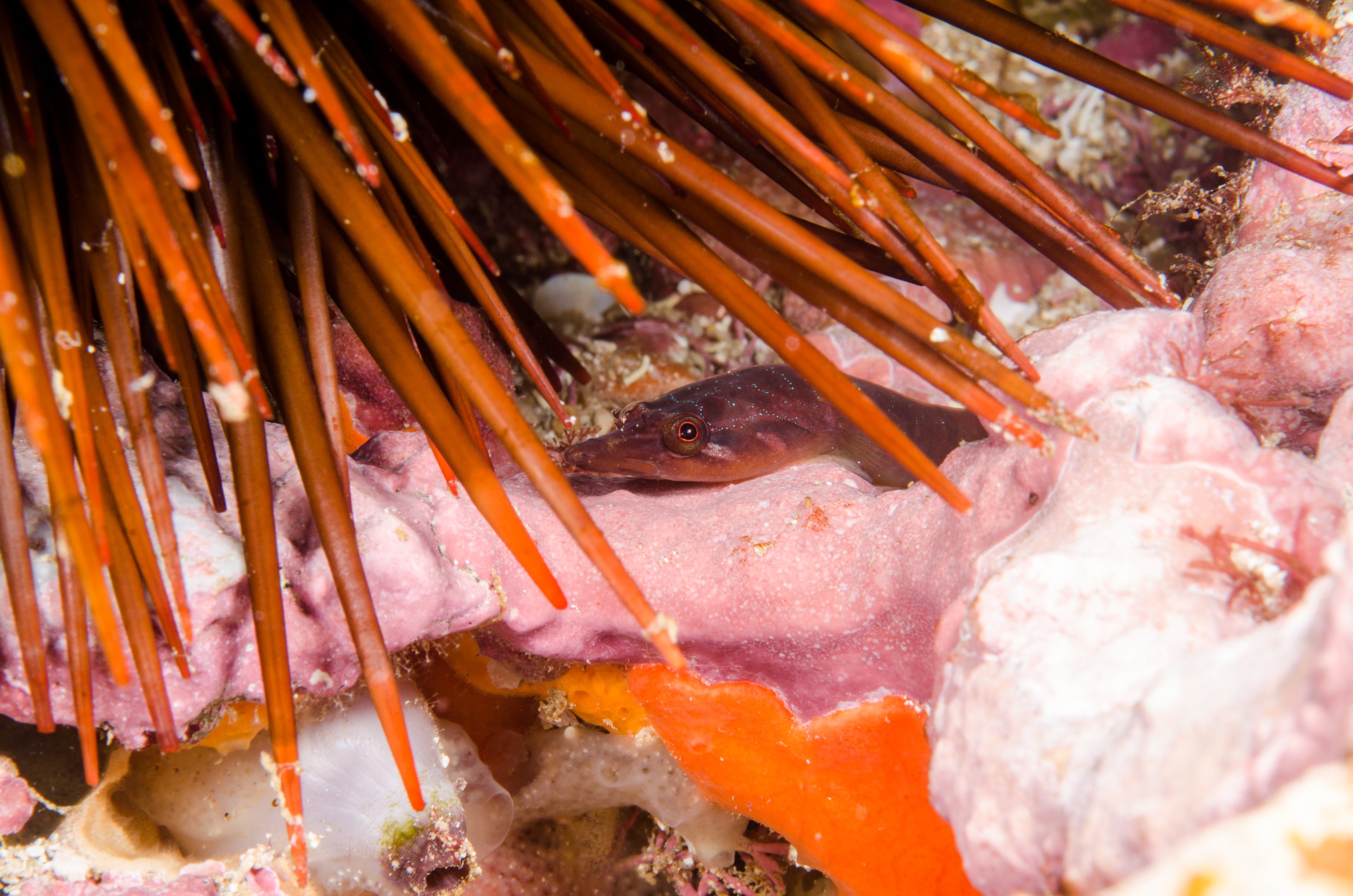 DSC_6797 – Underwater, Brown, Urchin, Unknown, New, Zealand, urchin, clingfish, Dellichthys, morelandi, poor, knights, marine, reserve, Crispin, marine, new zealand, zealand, new, nz,