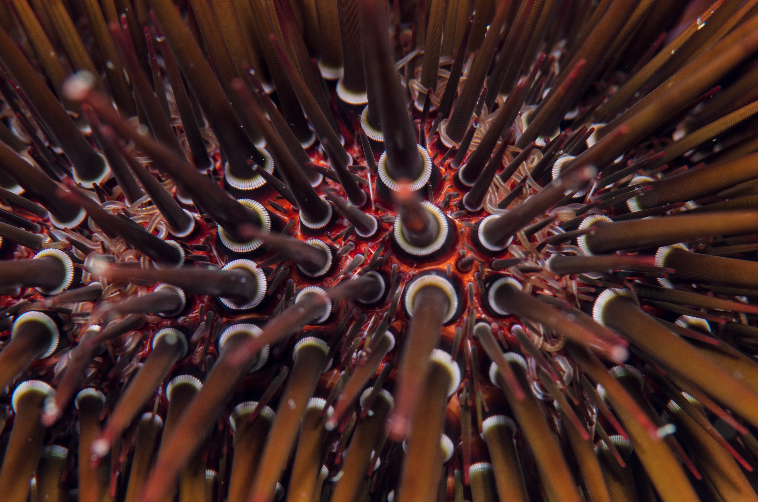 DSC_7347 – new, zealand, new zealand, nz, crispin, Sea, Urchin, Heliocidaris, tuberculata, poor, knights, marine, reserve, northland,