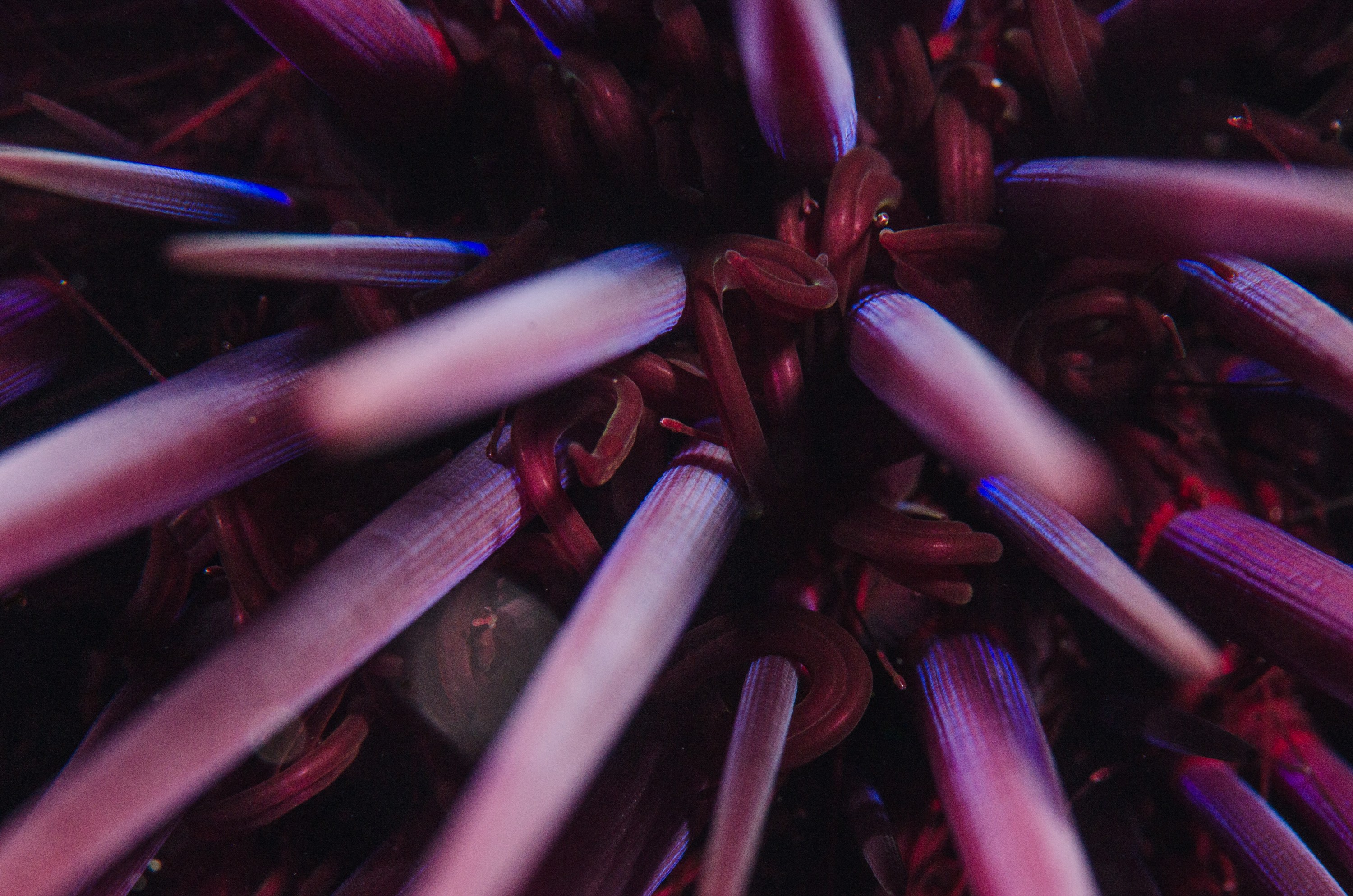 DSC_7936 – Underwater, Longspine, sea, urchin, Centrostephanus, rodgersii, black, purple, spine, echinoderm, poor, knights, marine, reserve, Crispin, marine, new zealand, zealand, new, nz,