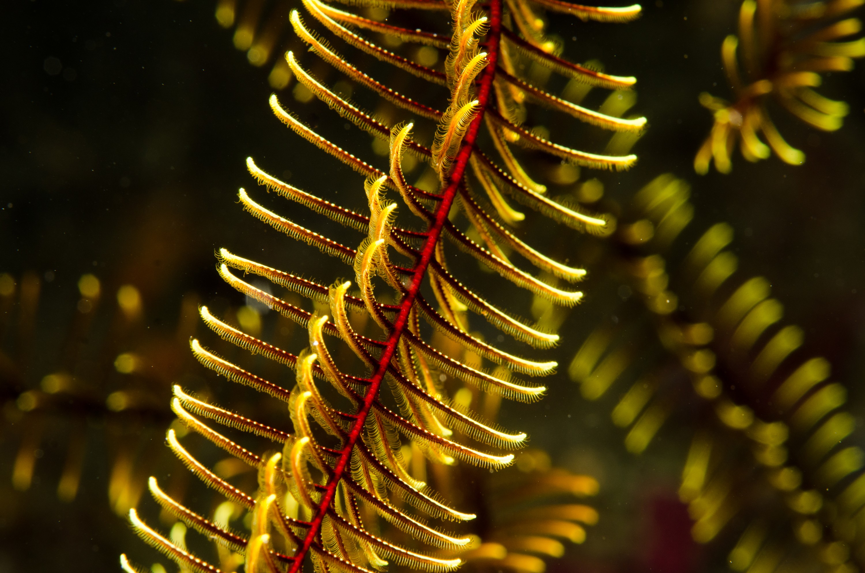 DSC_8333 – Crinoid, Feather, star, starfish, yellow, poor, knights, marine, reserve, unknown, Cenolia, novaezealandiae, Crispin, marine, new zealand, zealand, new, nz,