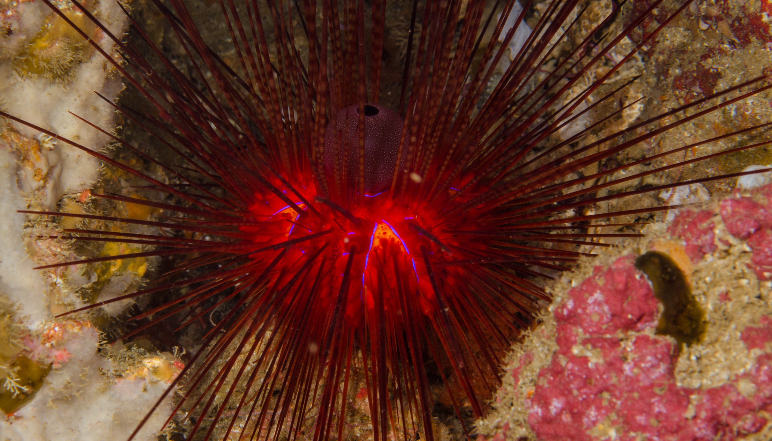 DSC_8775 – Underwater, Diadema, palmeri, poor, knights, marine, reserve, urchin, echinoderm, Crispin, marine, new zealand, zealand, new, nz,