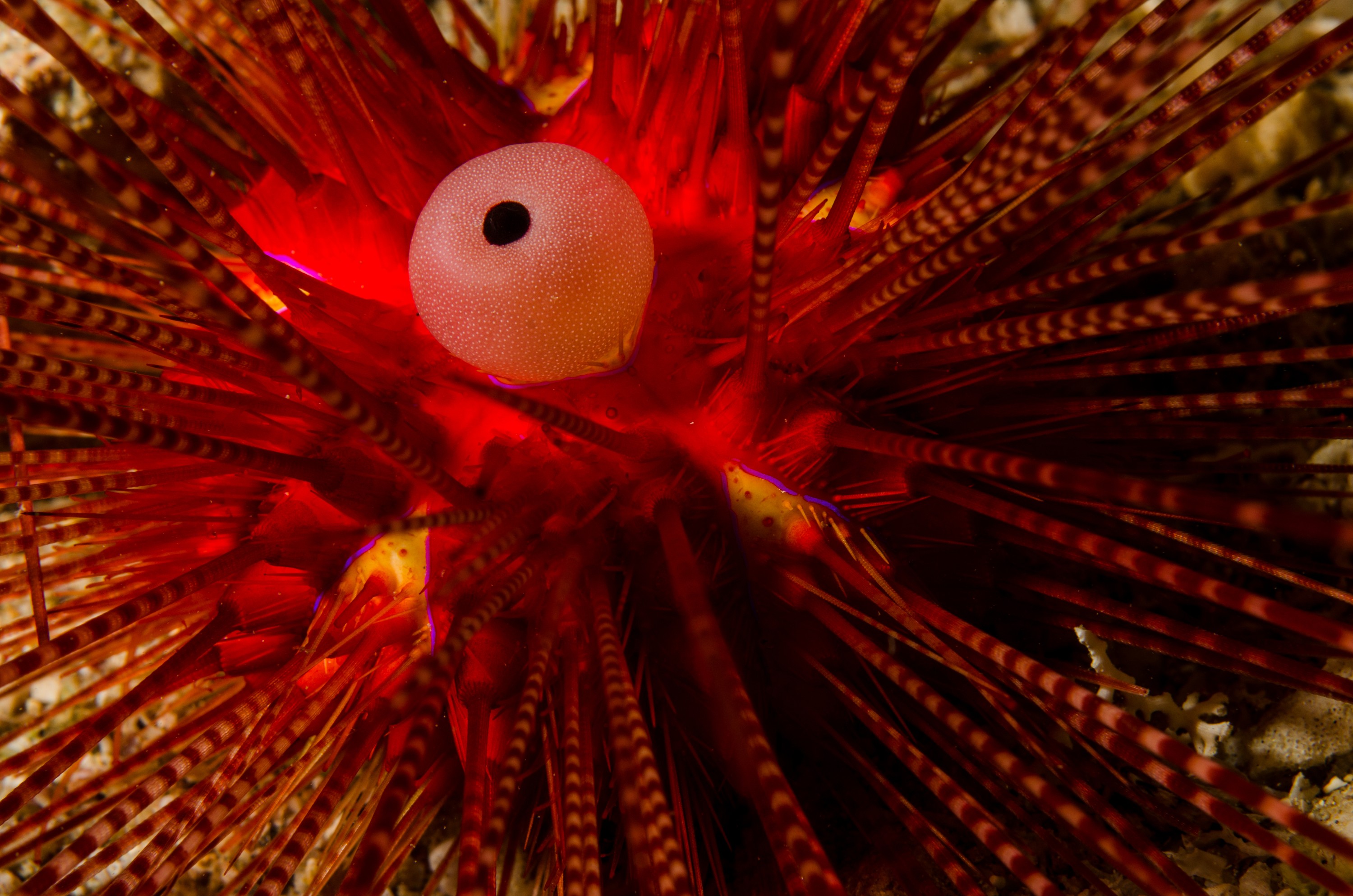 DSC_8840 – Underwater, Underwater, Diadema, palmeri, poor, knights, marine, reserve, urchin, echinoderm, Crispin, marine, new zealand, zealand, new, nz,