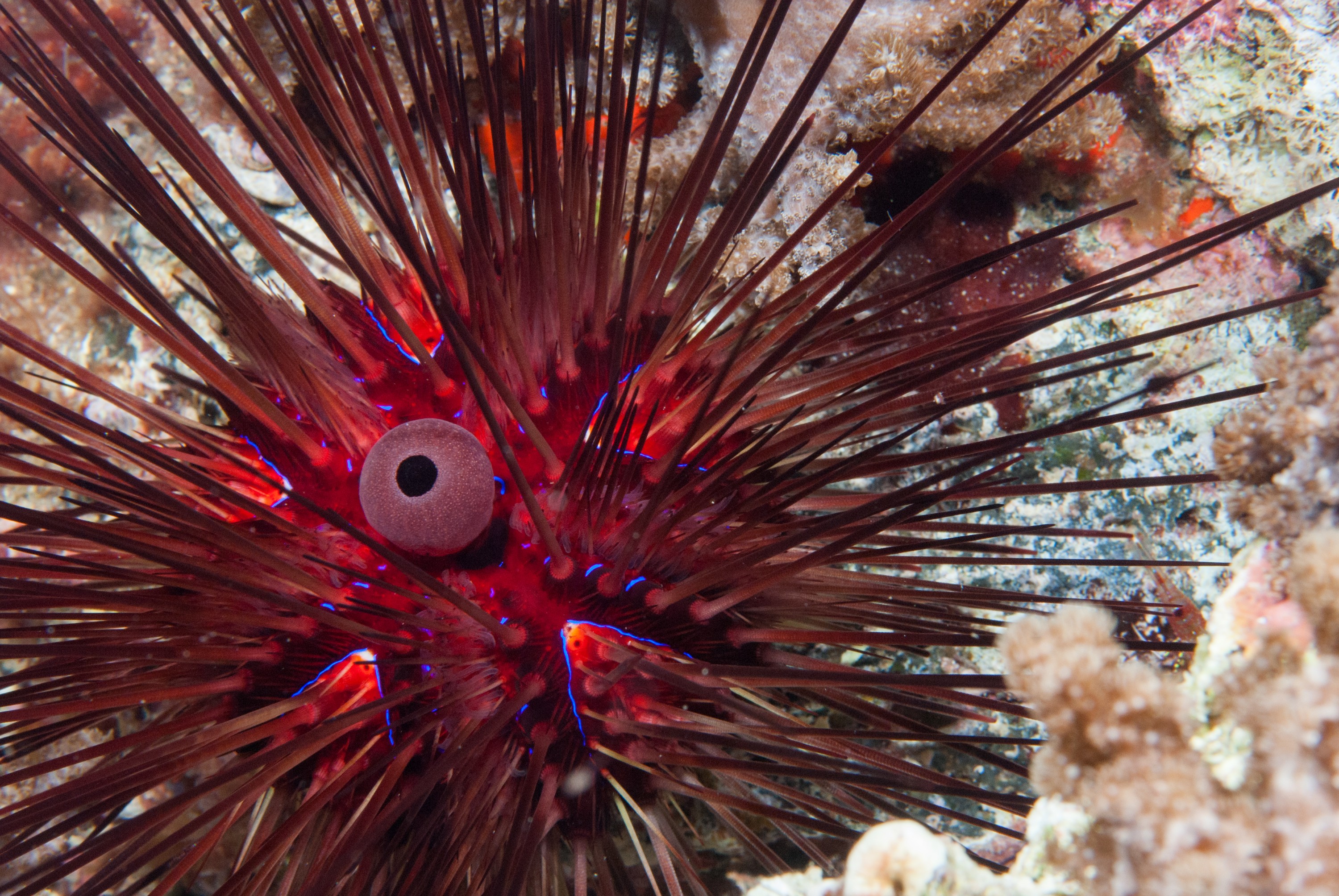_JFG2774 – kermadec, islands, kermadecs, dive, images, remote, doc, sub tropical, subtropical, sub-tropical, marine, reserve, expedition, lust for rust, mesley, crispin, nz, new, zealand, new zealand, Diadema, urchin, Diadema, palmeri, crispin, Kermadecs 13,