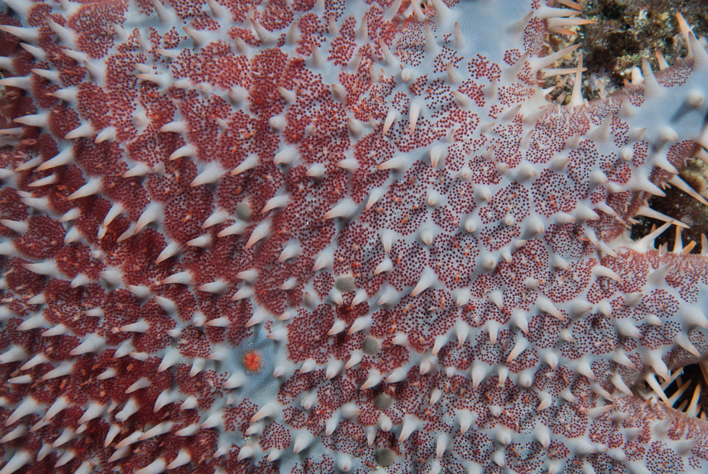 _JFG3288 – kermadec, islands, kermadecs, dive, images, remote, doc, sub tropical, subtropical, sub-tropical, marine, reserve, expedition, lust for rust, mesley, crispin, nz, new, zealand, new zealand, Crown, of, Thorns, Starfish, Acanthaster, planci, crispin, Kermadecs 13,