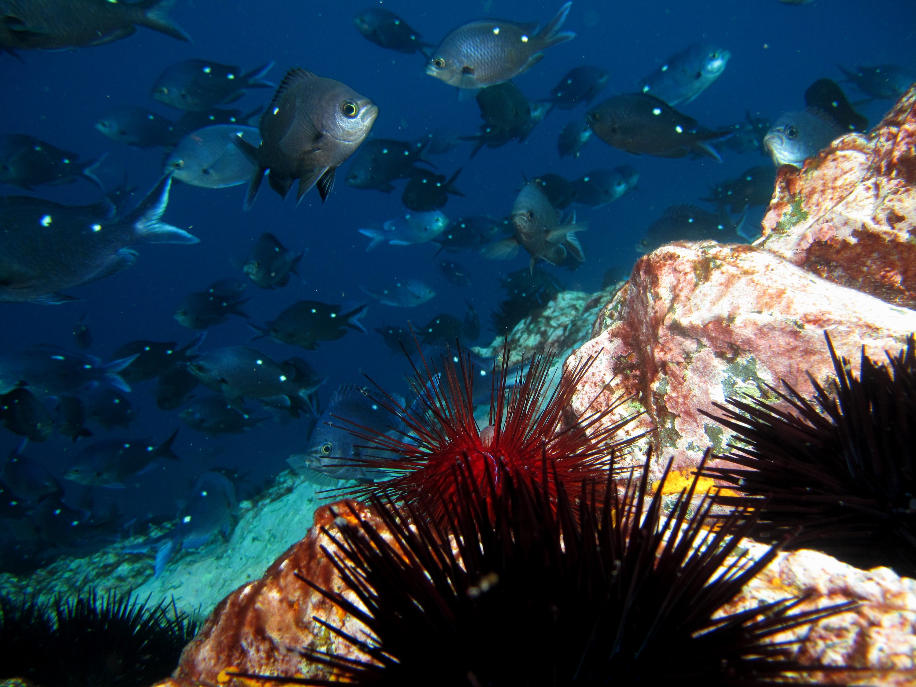 mod_IMG_0917 – crispin, nz, new, zealand, new zealand, aug16_cm, Diadema, palmeri, poor, knights, marine, reserve, urchin, echinoderm, Longspine Urchin, Centrostephanus, rodgersii, Two, spot, Demoiselle, Chromis, dispilus,
