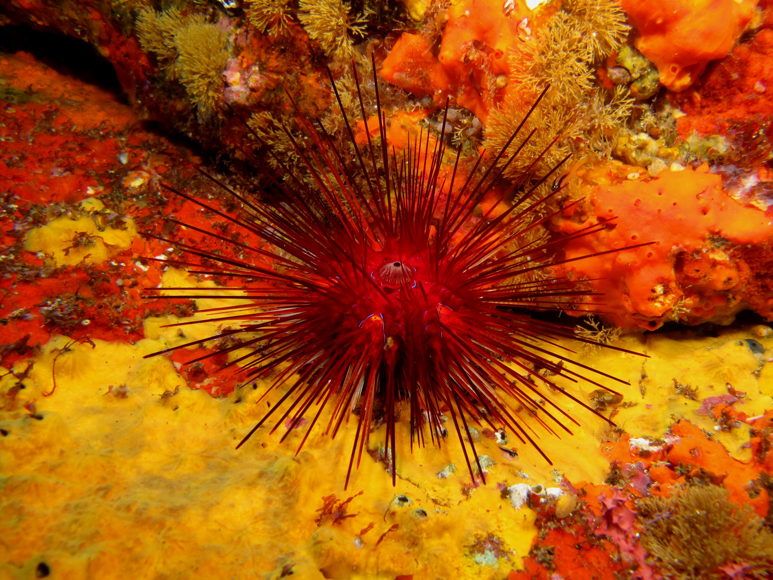 mod_IMG_0938 – crispin, new, zealand, new zealand, july16, nz, poor, knights, marine, reserve, Underwater, Diadema, palmeri, poor, knights, marine, reserve, urchin, echinoderm,