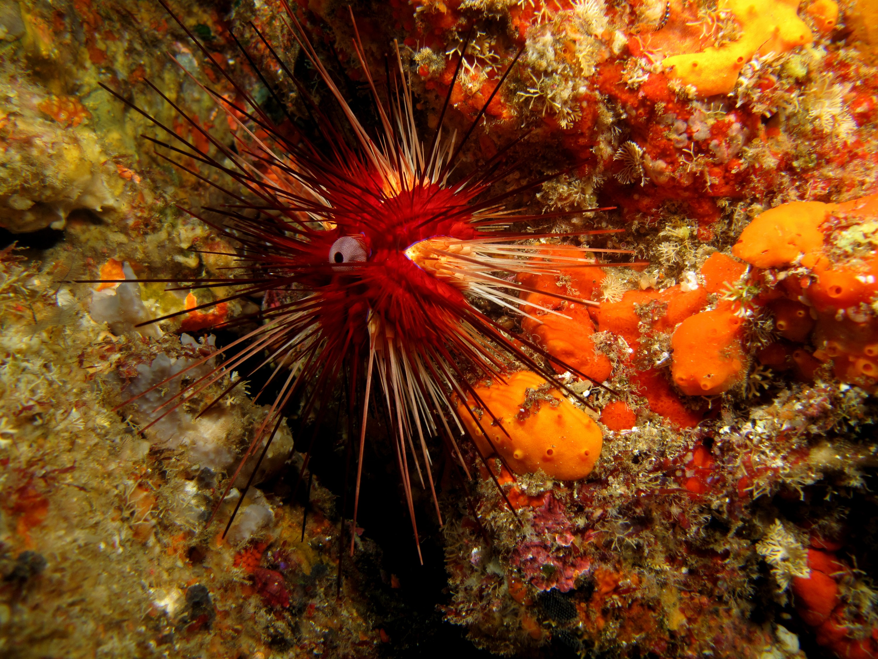 mod_IMG_0944 – crispin, new, zealand, new zealand, july16, nz, poor, knights, marine, reserve, Underwater, Diadema, palmeri, poor, knights, marine, reserve, urchin, echinoderm,
