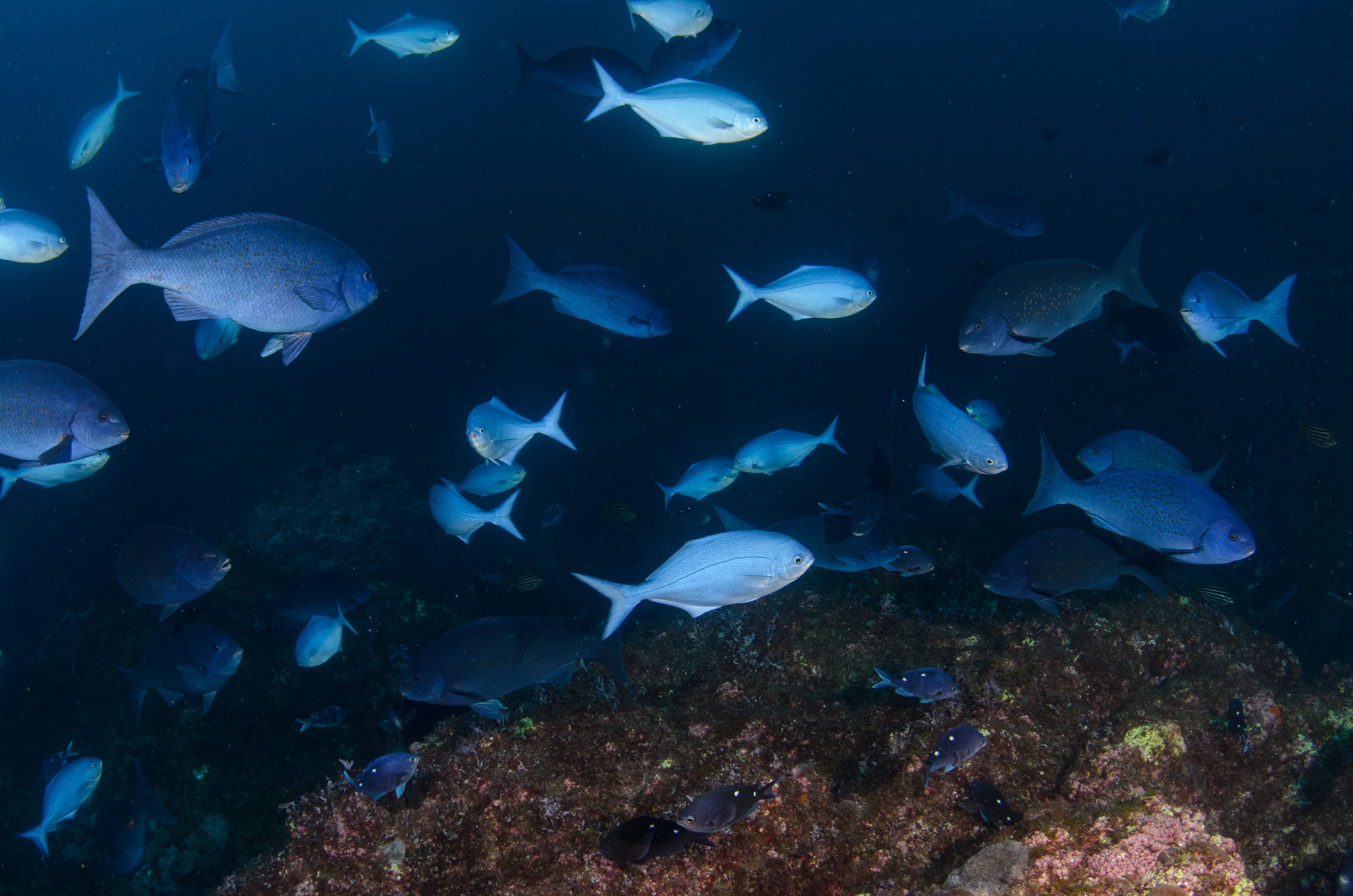 DSC_0863 – 2016, Girella, Kermadec, NIWA, New, October 16, RV, Zealand, bluefish, crispin, cyanea, expedition, kermadecs, marine, nz, ocean, reserve, sanctuary, seacology, seacologynz, tangaroa
