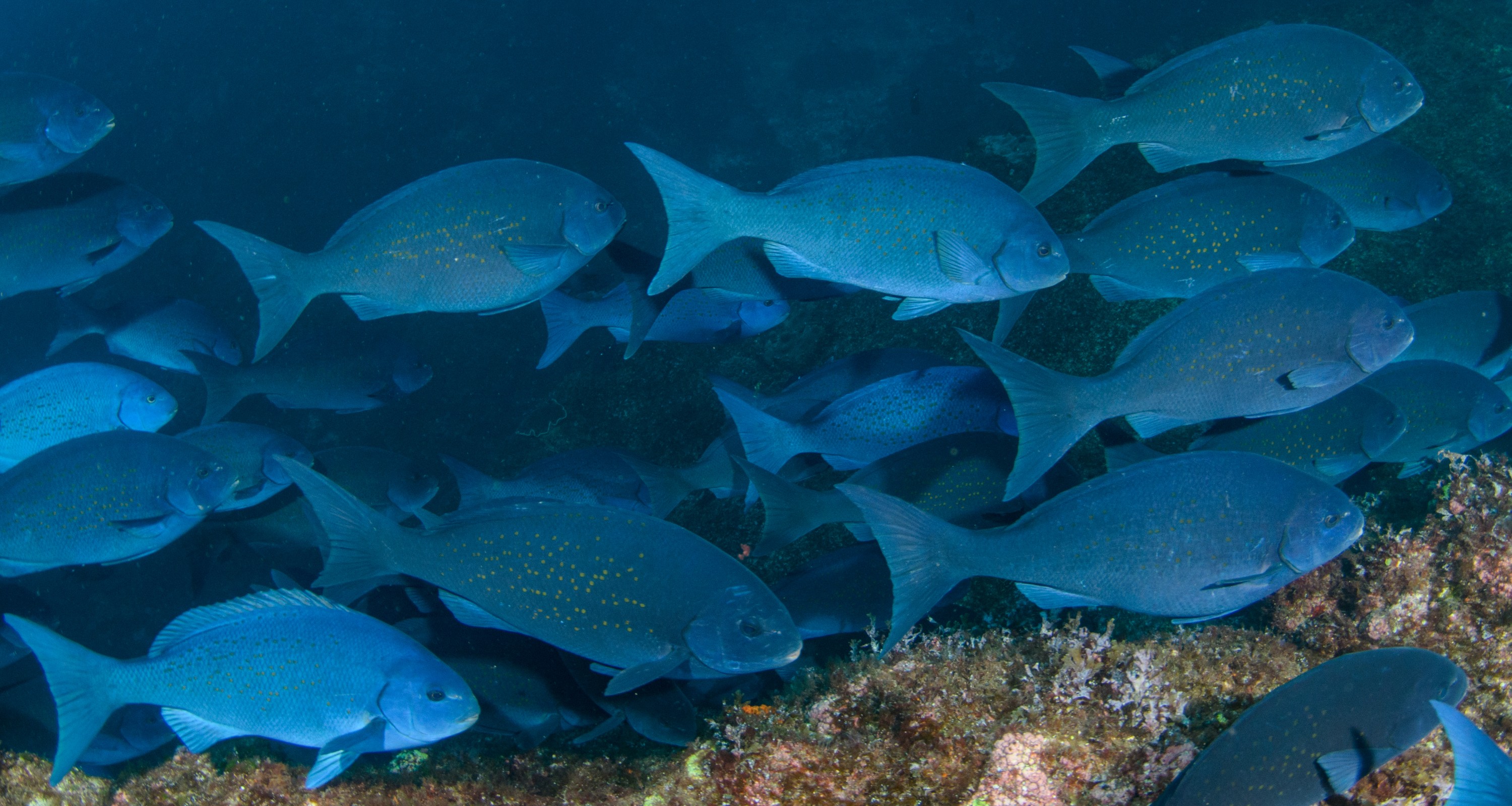 DSC_0866 – 2016, Girella, Kermadec, NIWA, New, October 16, RV, Zealand, bluefish, crispin, cyanea, expedition, kermadecs, marine, nz, ocean, reserve, sanctuary, seacology, seacologynz, tangaroa