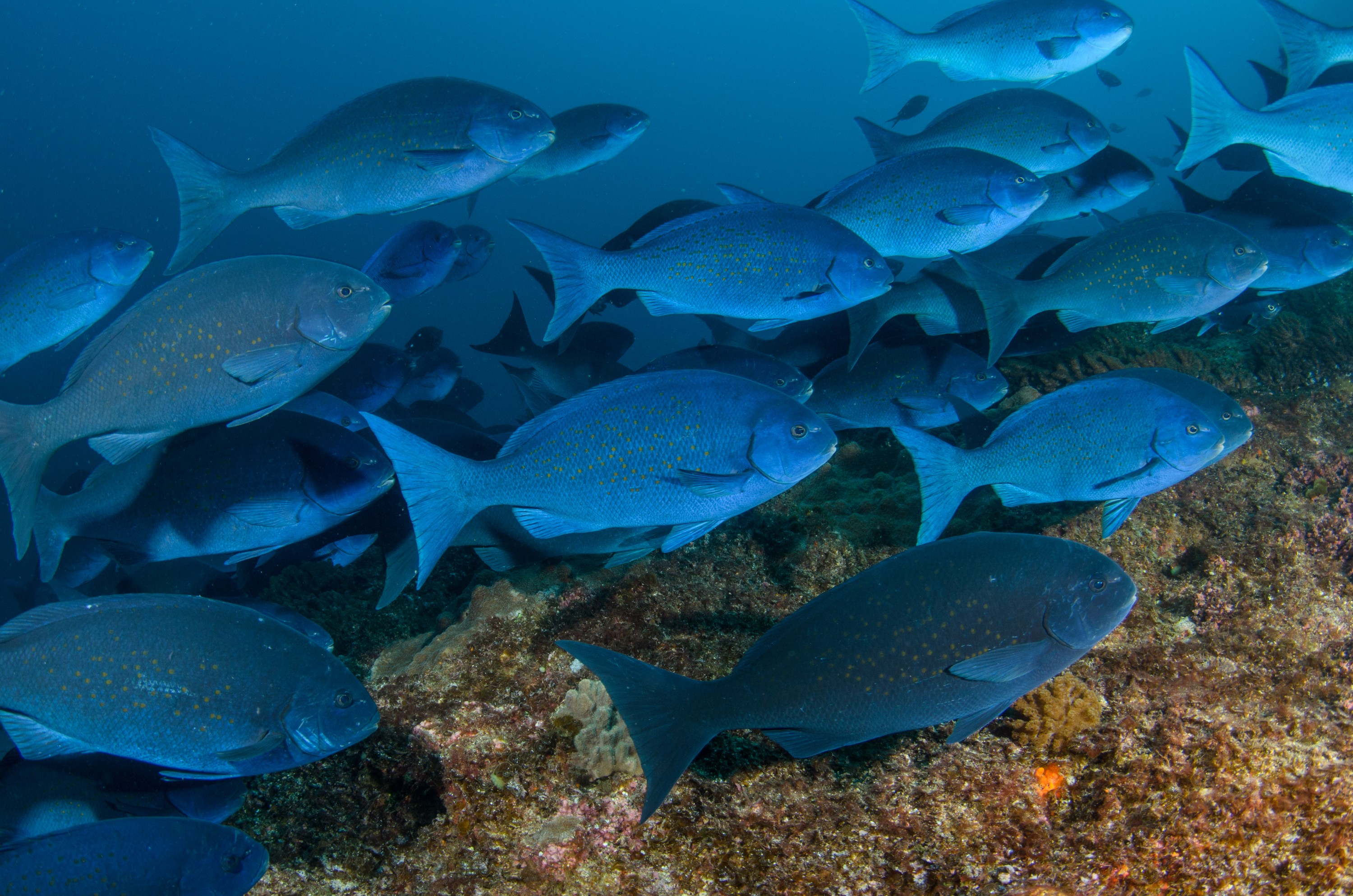 DSC_0869 – 2016, Girella, Kermadec, NIWA, New, October 16, RV, Zealand, bluefish, crispin, cyanea, expedition, kermadecs, marine, nz, ocean, reserve, sanctuary, seacology, seacologynz, tangaroa