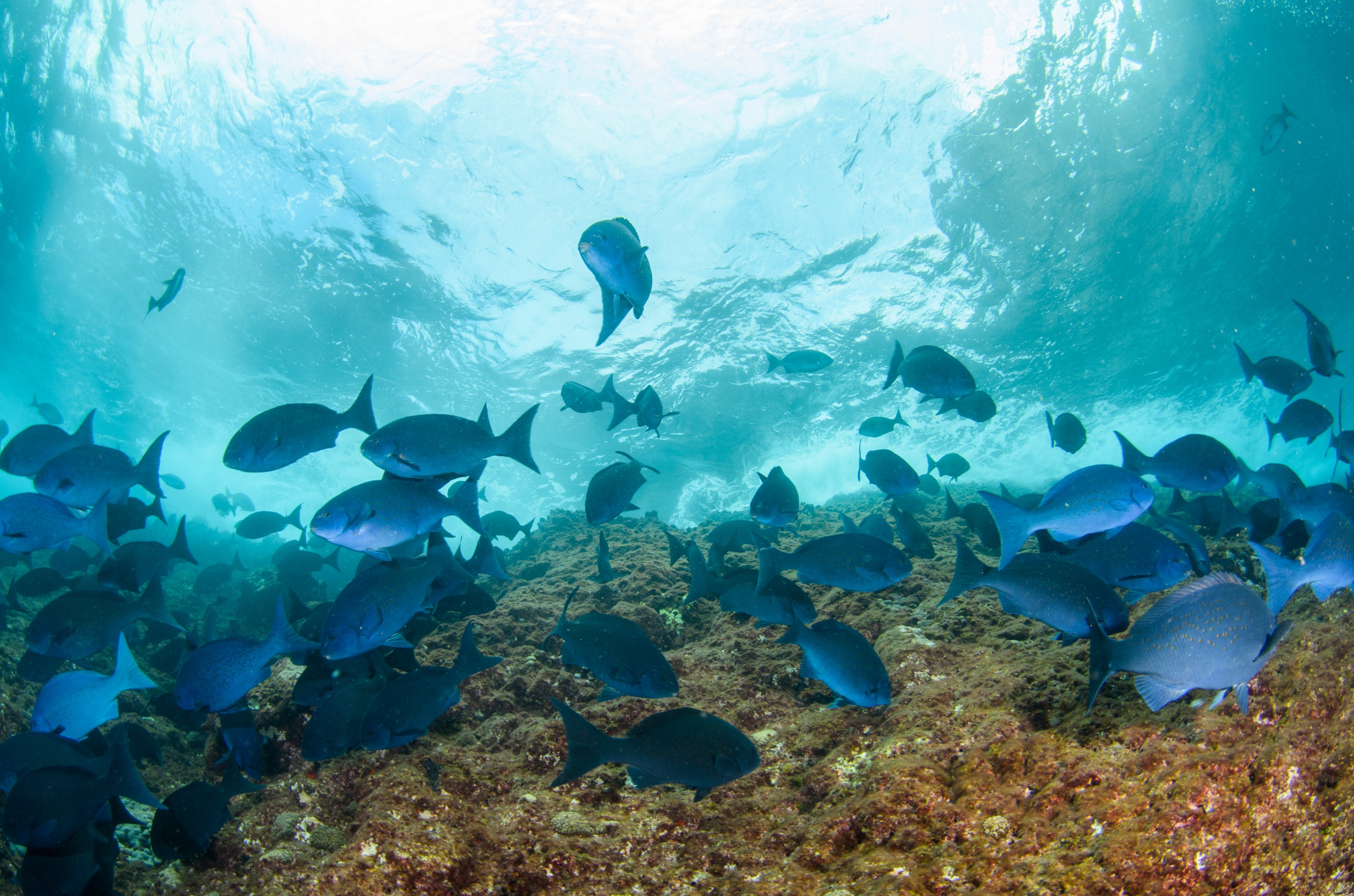 DSC_0912 – 2016, Girella, Kermadec, NIWA, New, October 16, RV, Zealand, bluefish, crispin, cyanea, expedition, kermadecs, marine, nz, ocean, reserve, sanctuary, seacology, seacologynz, tangaroa