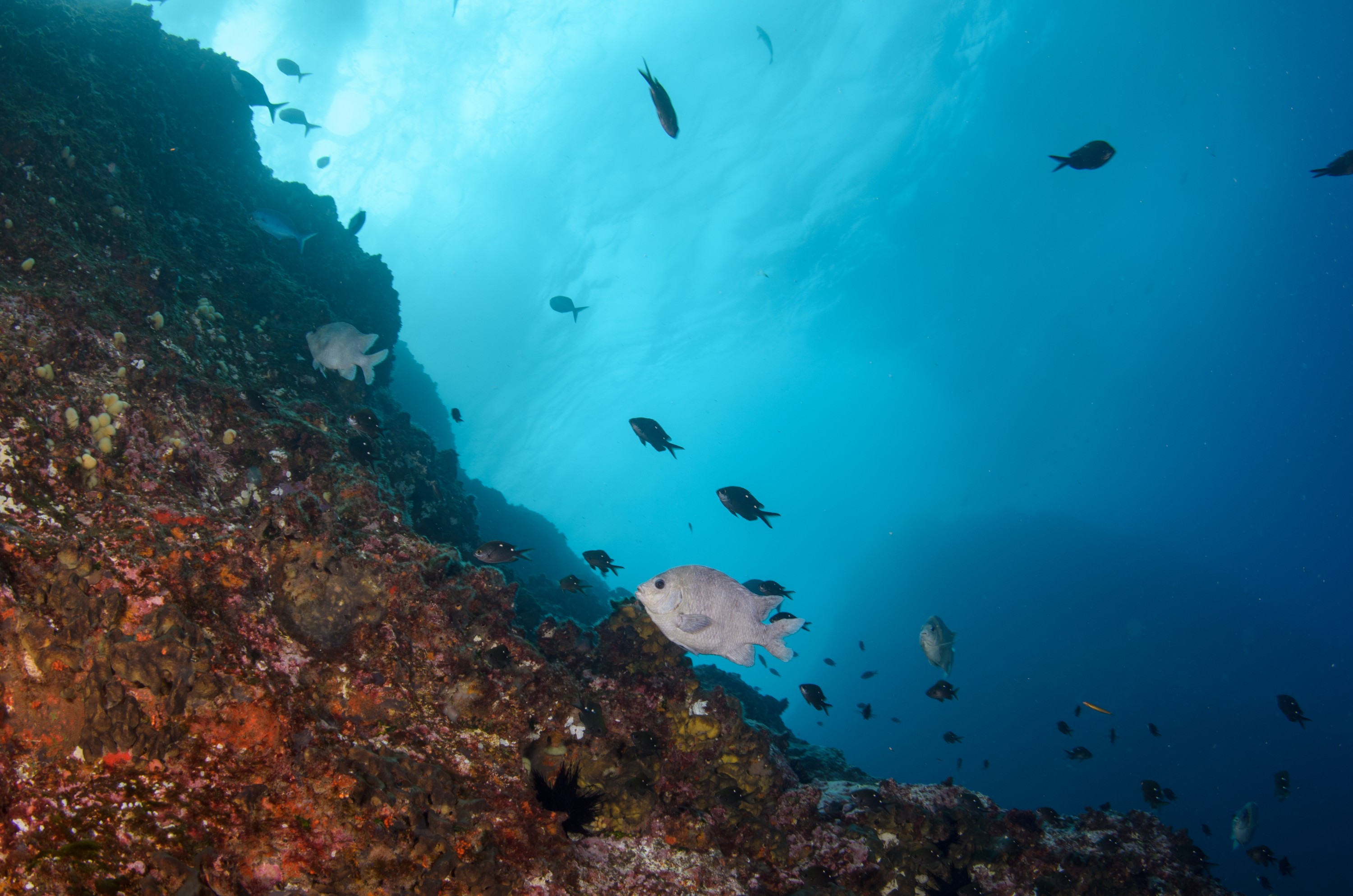 DSC_1074 – 2016, Kermadec, NIWA, New, October 16, Parma, RV, Zealand, alboscapularis, crispin, expedition, kermadecs, marine, nz, ocean, reserve, sanctuary, scalyfin, seacology, seacologynz, tangaroa