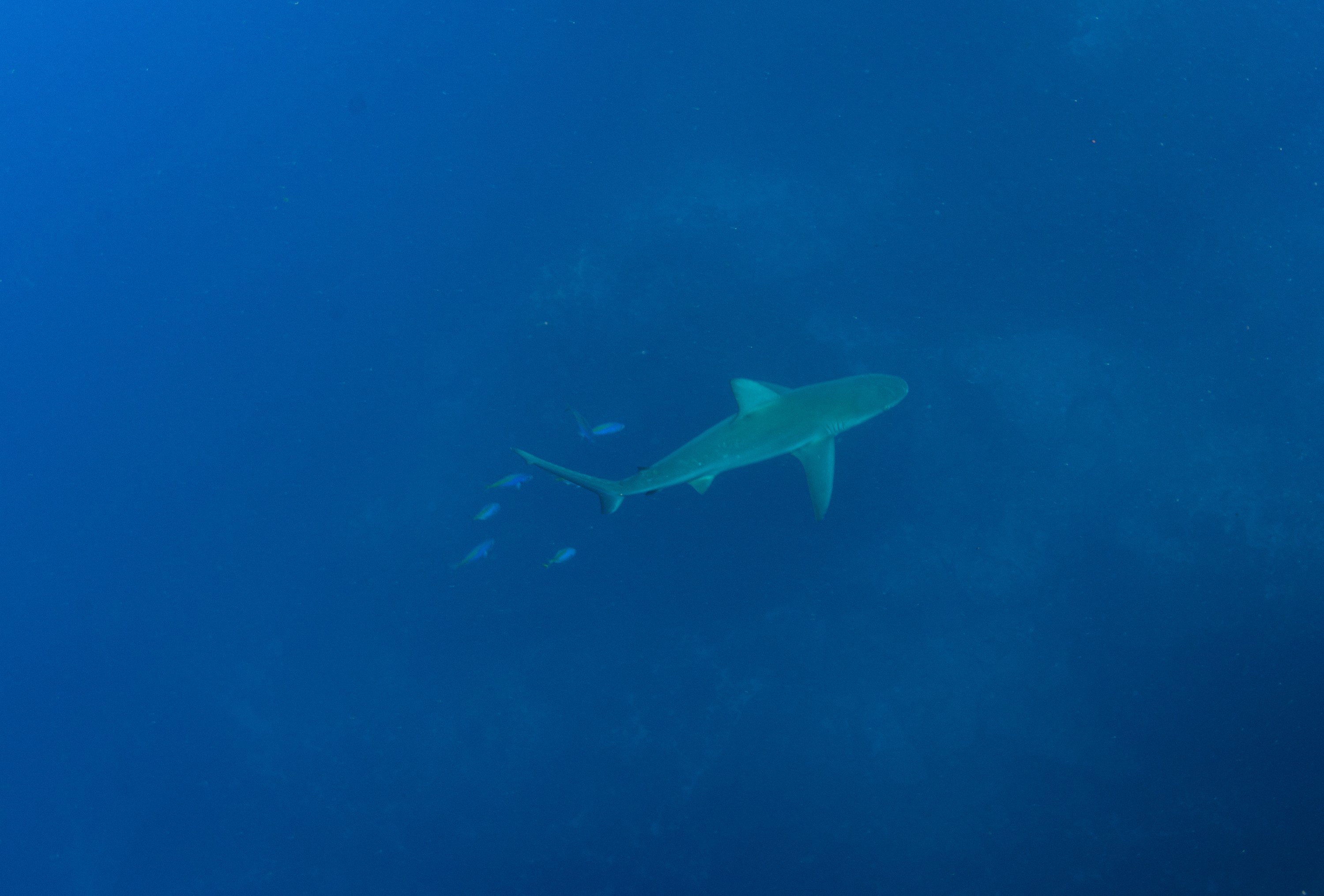 DSC_1086 – 2016, Carcharhinus, Kermadec, NIWA, New, October 16, RV, Zealand, crispin, expedition, galapagensis, galapagos, kermadecs, marine, nz, ocean, raoul, reserve, sanctuary, seacology, seacologynz, shark, tangaroa