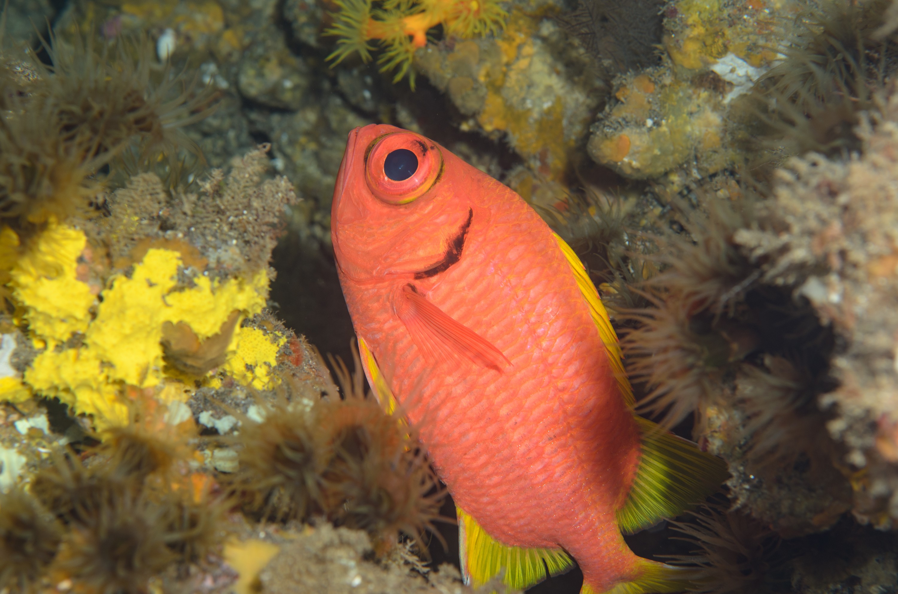 DSC_1145 – 2016, Kermadec, Myripristis, NIWA, New, October 16, RV, Zealand, chryseres, crispin, expedition, finned squirel, gold, kermadecs, marine, nz, ocean, reserve, sanctuary, seacology, seacologynz, squirrelfish, tangaroa