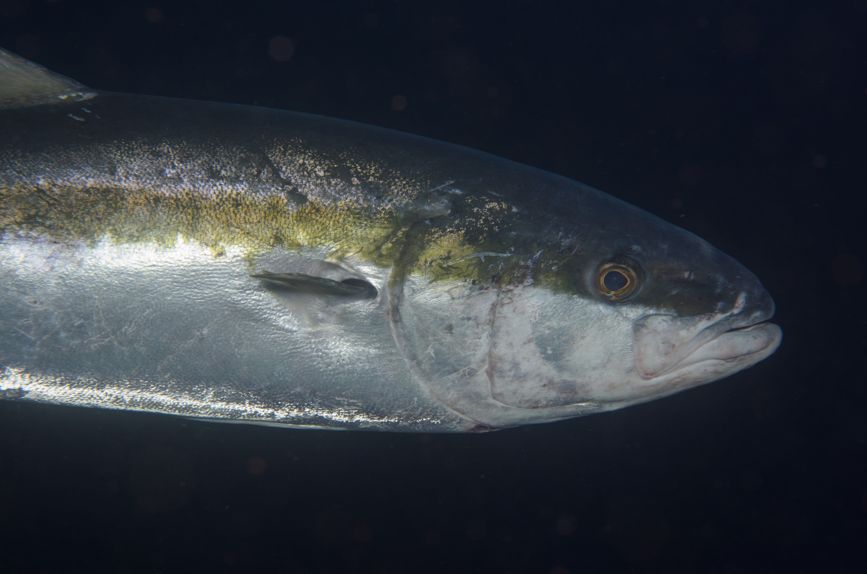 DSC_1165 – 2016, Kermadec, NIWA, New, October 16, RV, Seriola, Zealand, crispin, expedition, kermadecs, kingfish, lalandi, marine, nz, ocean, reserve, sanctuary, seacology, seacologynz, tangaroa