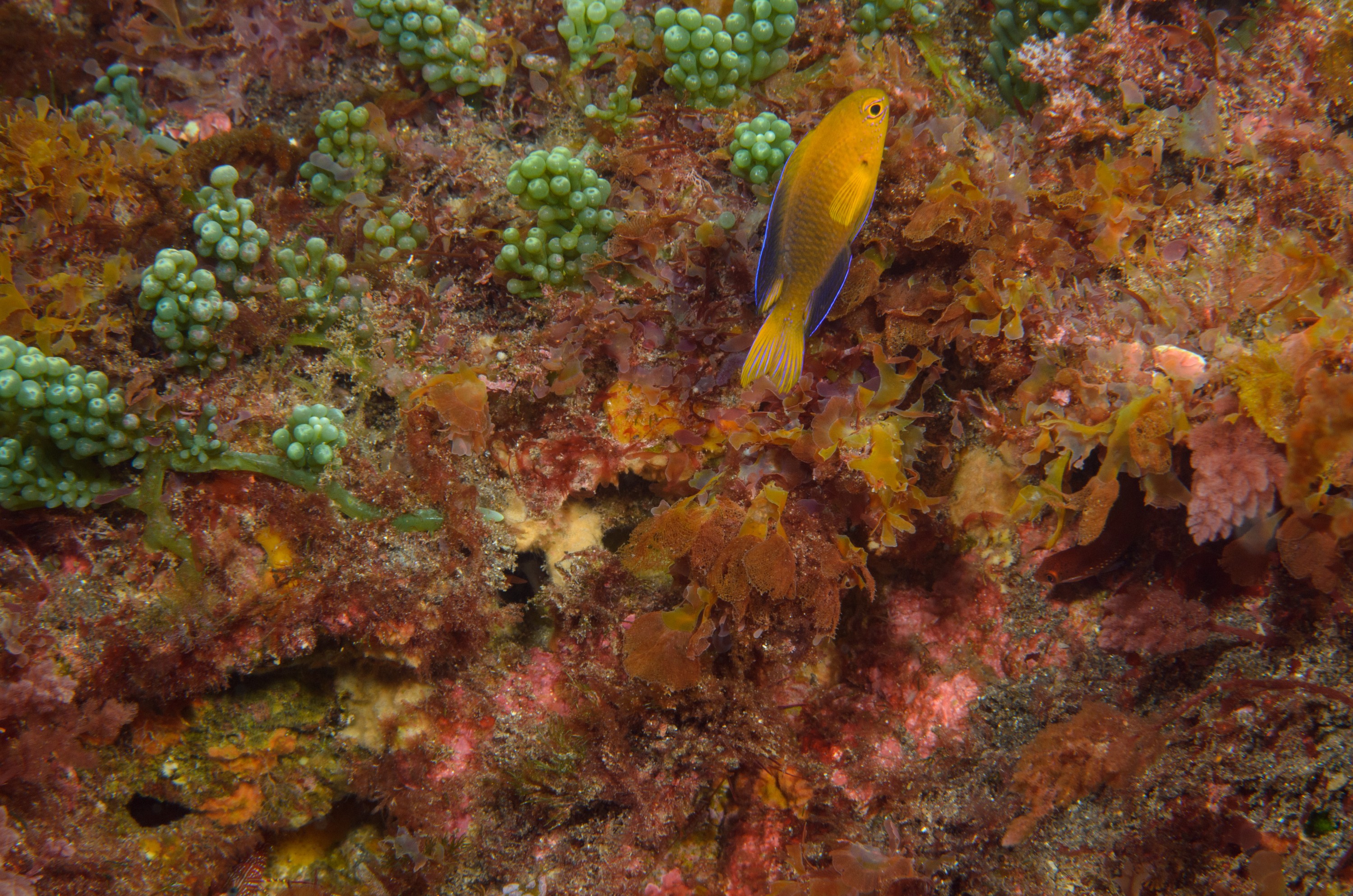 DSC_1167 – 2016, Chrisiptera, Easter, Island, Kermadec, NIWA, New, October 16, RV, Zealand, crispin, demoiselles, expedition, kermadecs, marine, nz, ocean, rapanui, reserve, sanctuary, seacology, seacologynz, tangaroa
