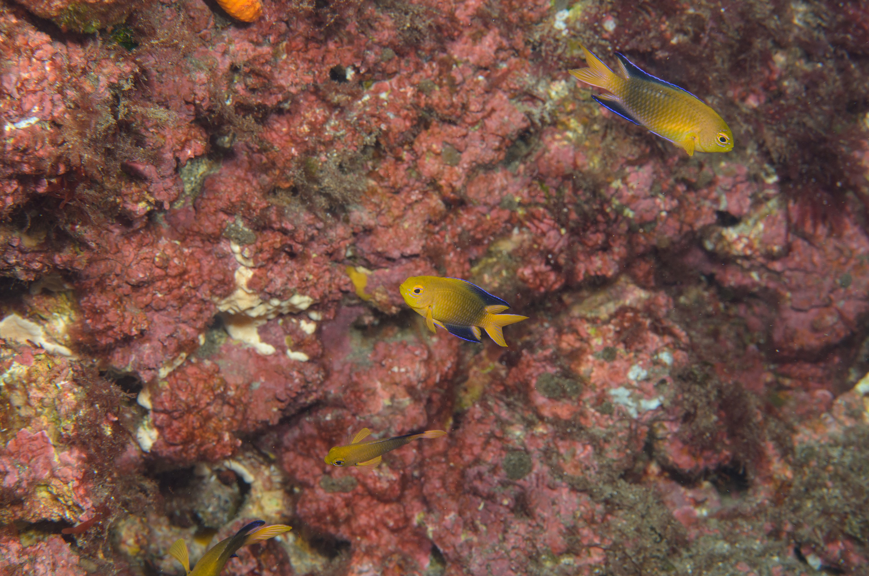 DSC_1235 – 2016, Chrisiptera, Easter, Island, Kermadec, NIWA, New, October 16, RV, Zealand, crispin, demoiselles, expedition, kermadecs, marine, nz, ocean, rapanui, reserve, sanctuary, seacology, seacologynz, tangaroa