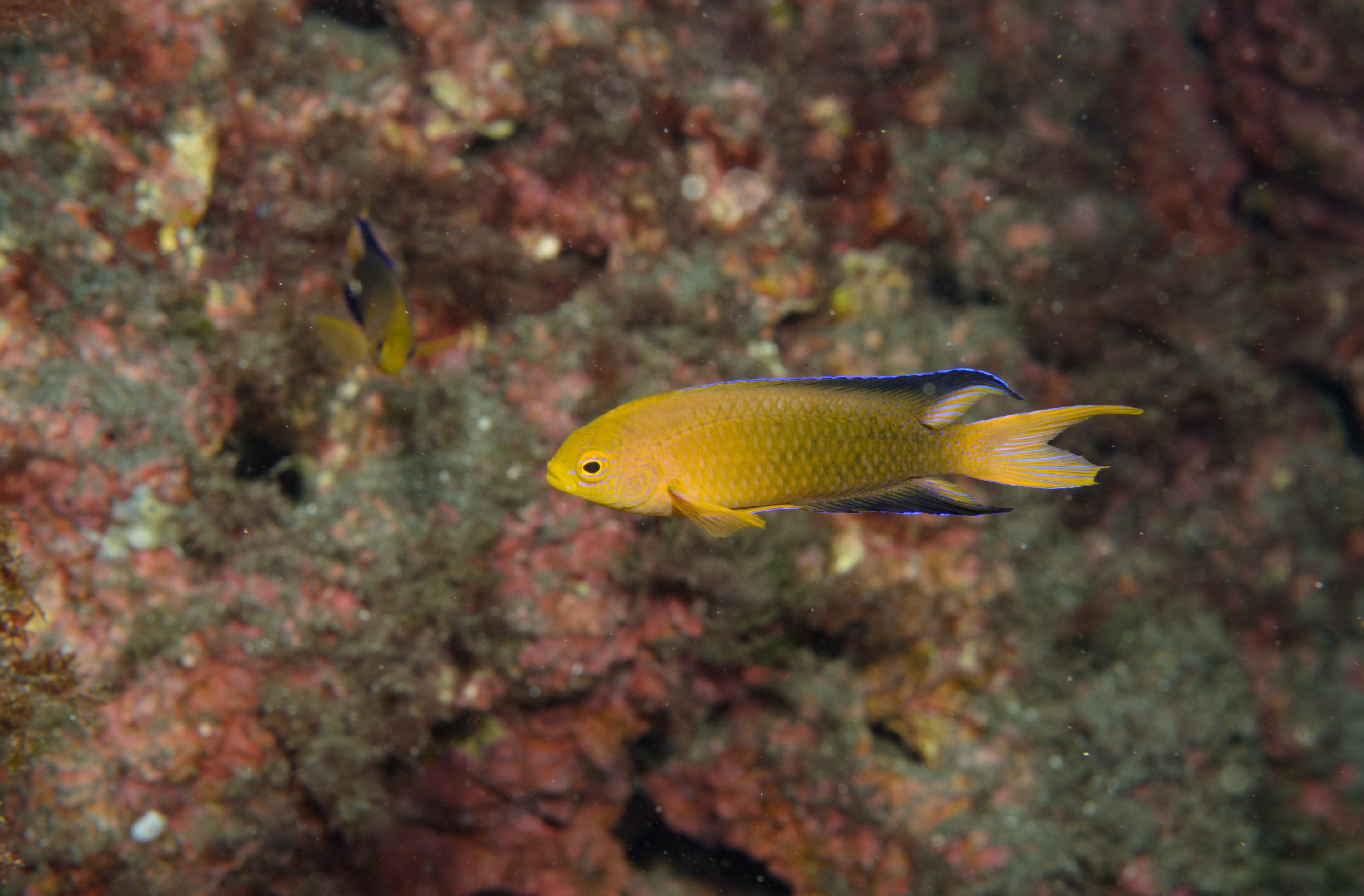 DSC_1246 – 2016, Chrisiptera, Easter, Island, Kermadec, NIWA, New, October 16, RV, Zealand, crispin, demoiselles, expedition, kermadecs, marine, nz, ocean, rapanui, reserve, sanctuary, seacology, seacologynz, tangaroa