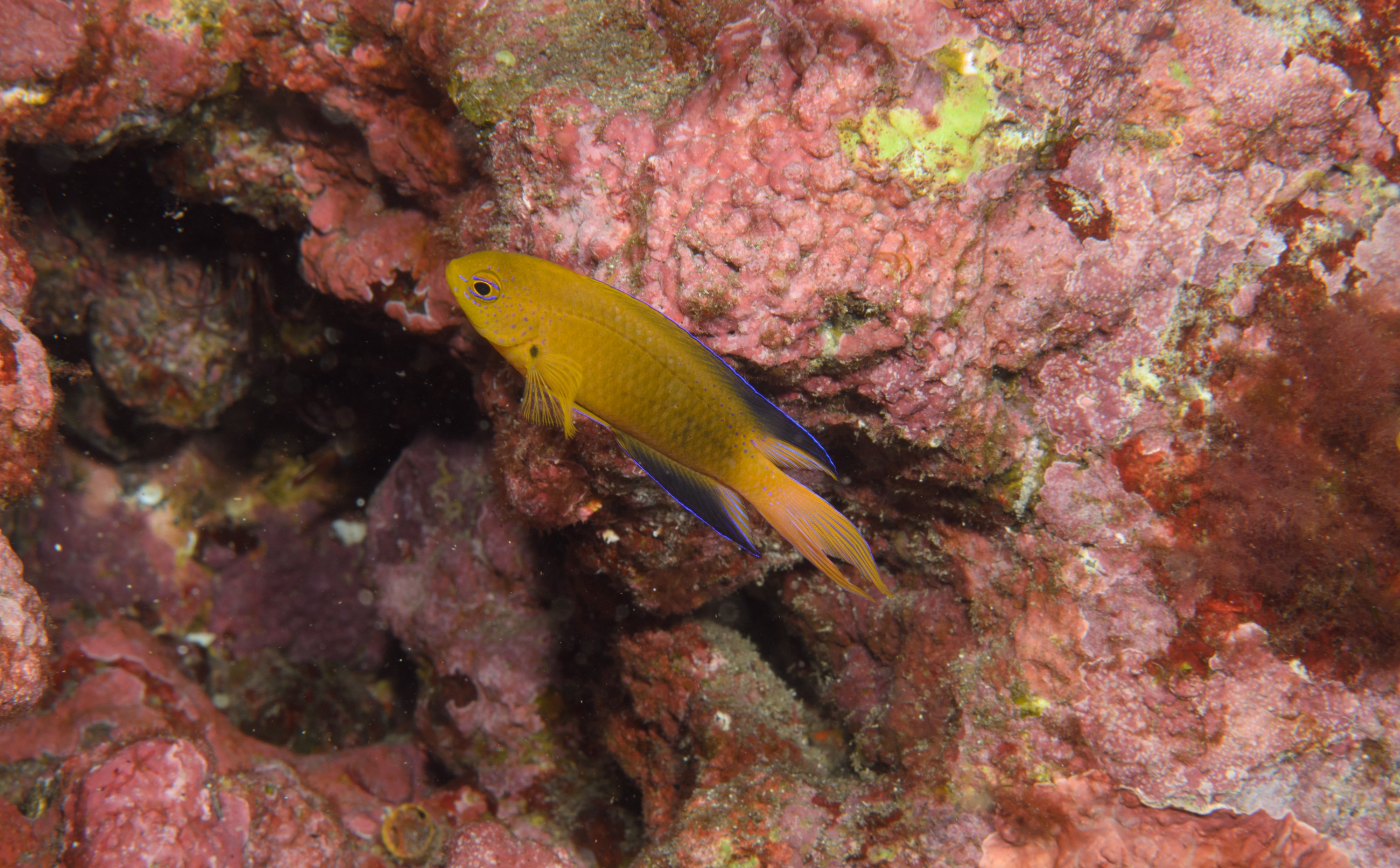 DSC_1255 – 2016, Chrisiptera, Easter, Island, Kermadec, NIWA, New, October 16, RV, Zealand, crispin, demoiselles, expedition, kermadecs, marine, nz, ocean, rapanui, reserve, sanctuary, seacology, seacologynz, tangaroa