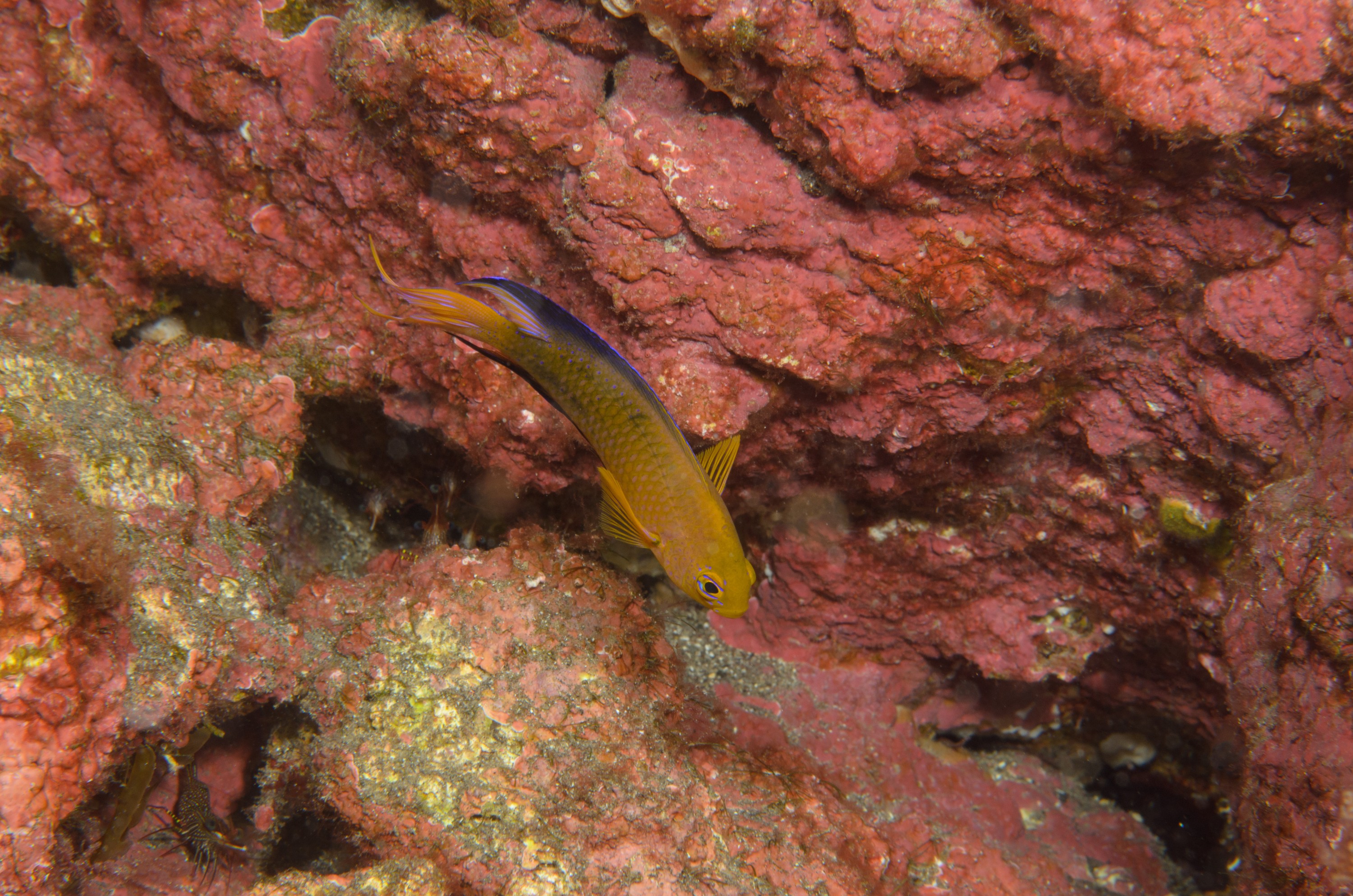 DSC_1263 – 2016, Chrisiptera, Easter, Island, Kermadec, NIWA, New, October 16, RV, Zealand, crispin, demoiselles, expedition, kermadecs, marine, nz, ocean, rapanui, reserve, sanctuary, seacology, seacologynz, tangaroa