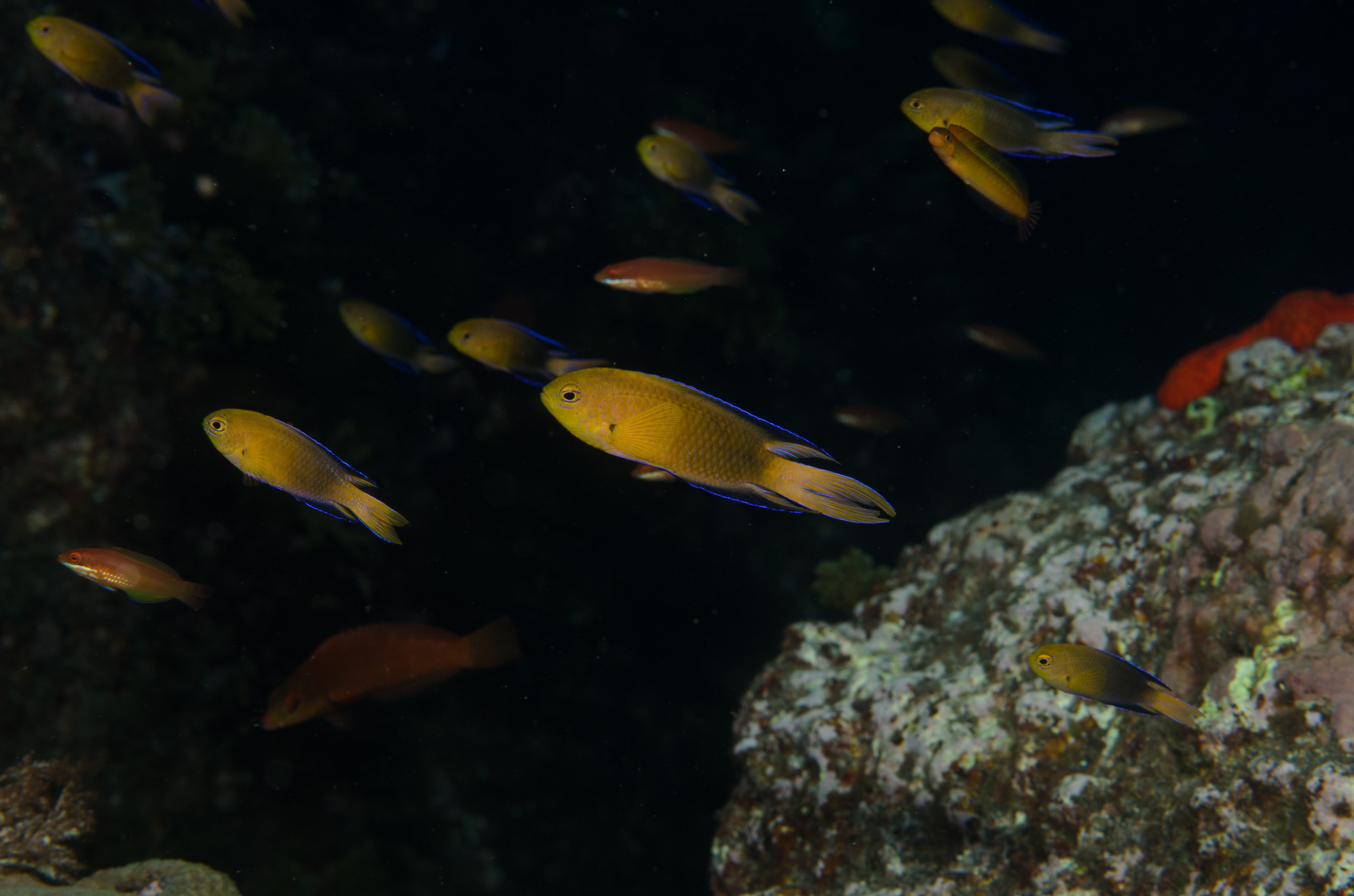 DSC_1279 – 2016, Chrisiptera, Easter, Island, Kermadec, NIWA, New, October 16, RV, Zealand, crispin, demoiselles, expedition, kermadecs, marine, nz, ocean, rapanui, reserve, sanctuary, seacology, seacologynz, tangaroa